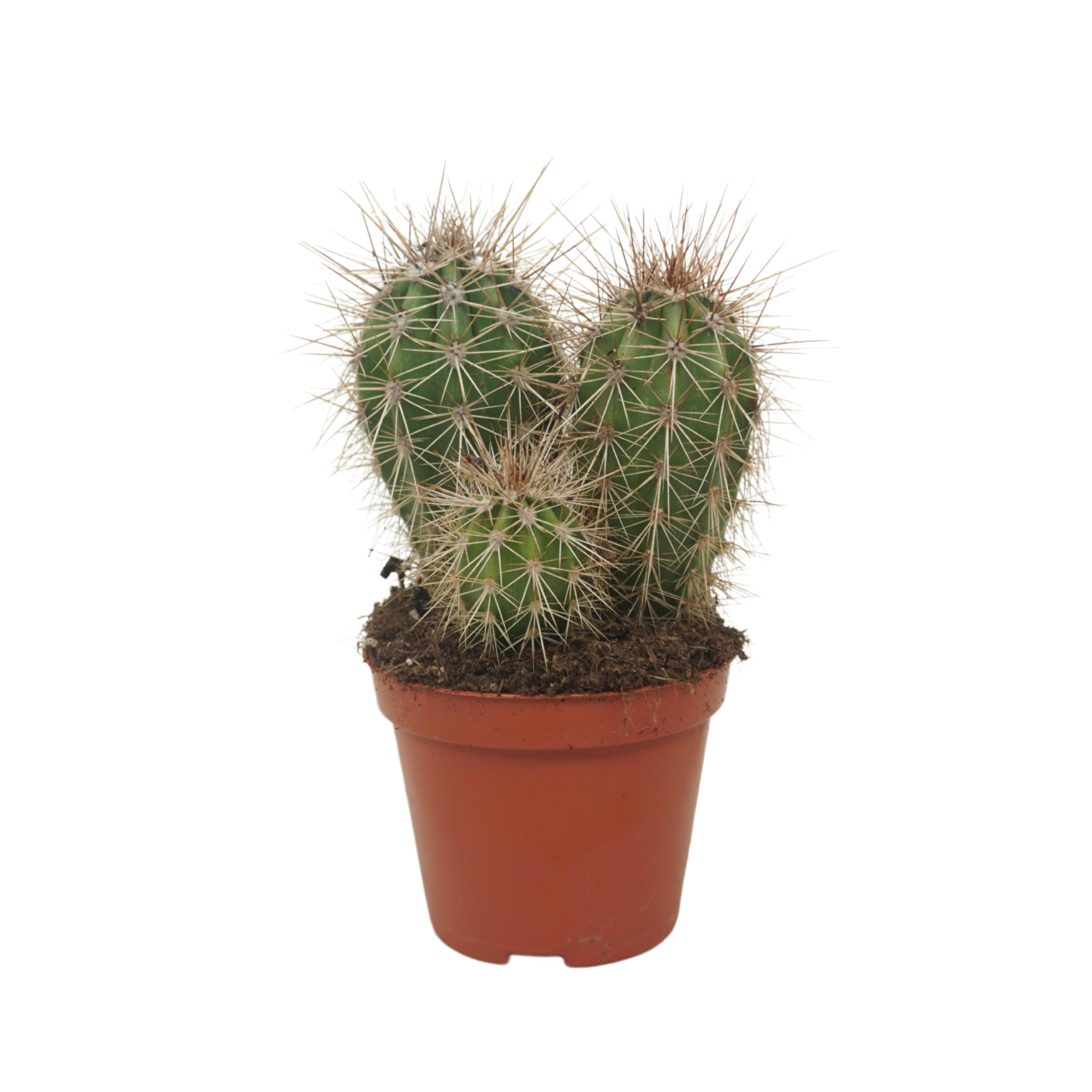 Pachycereus pringlei groep 8,5 cm, D 8,5