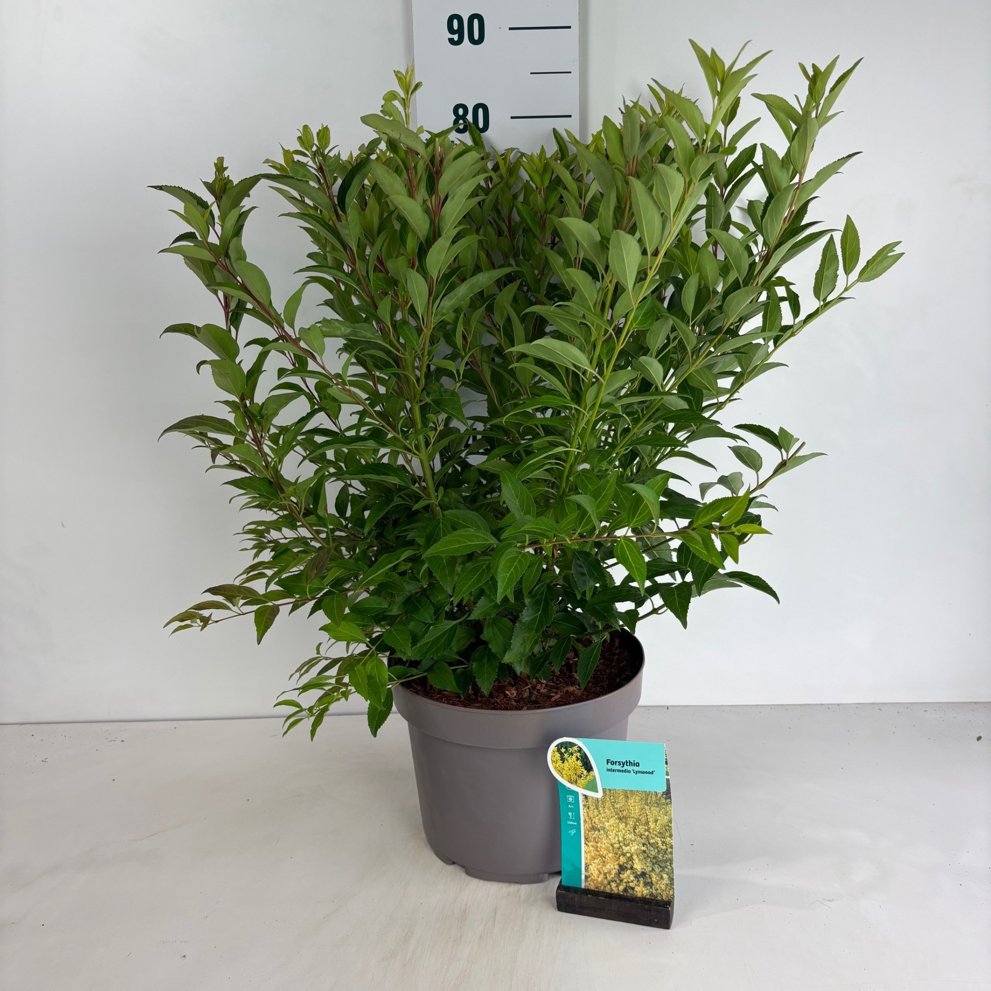 Forsythia intermedia Lynwood, D 29 cm