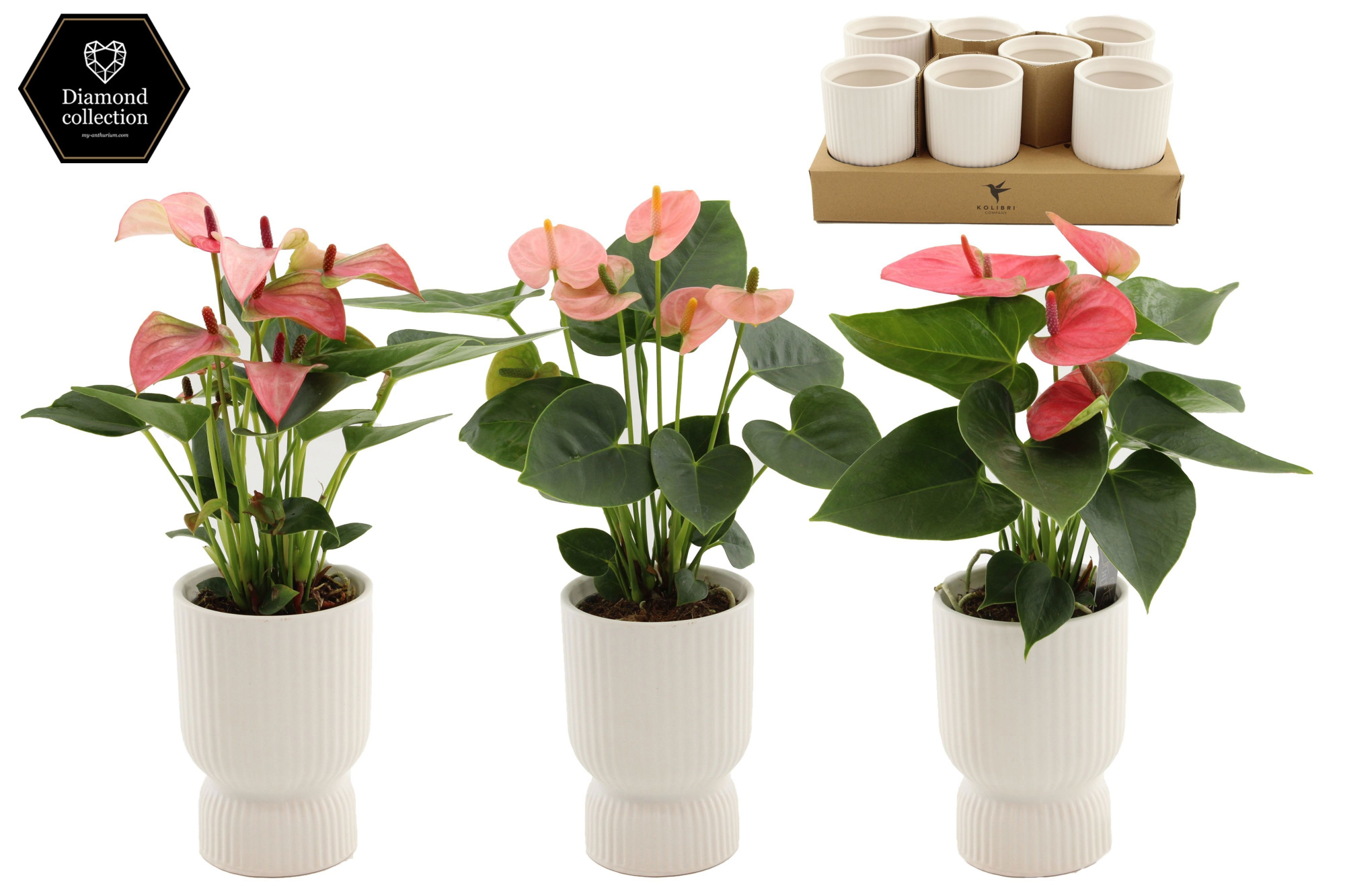 Anthurium9 cm - 3 color mix in Diabolo ceramics, D 9