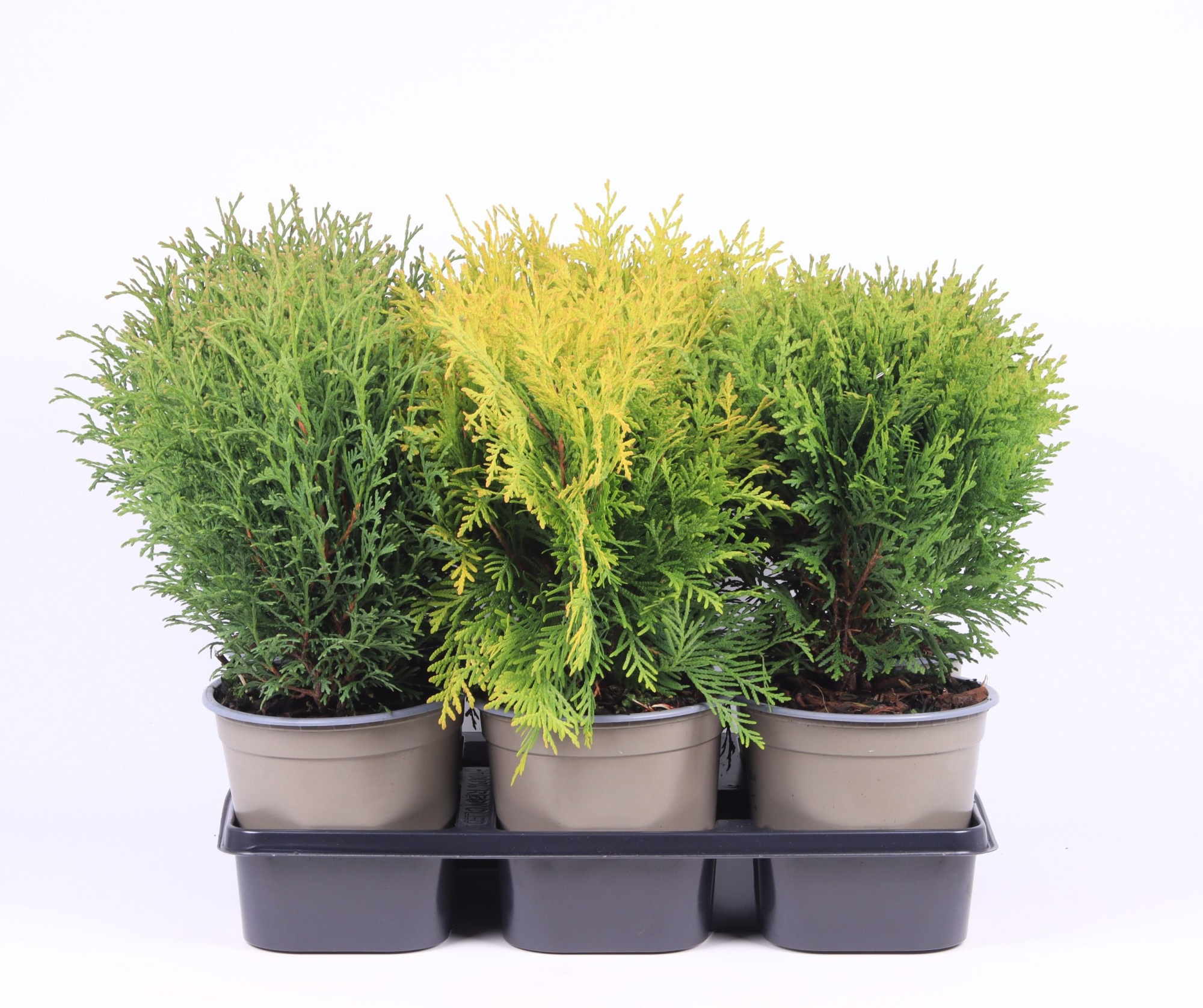 Thuja gemengde bak, D 15 cm