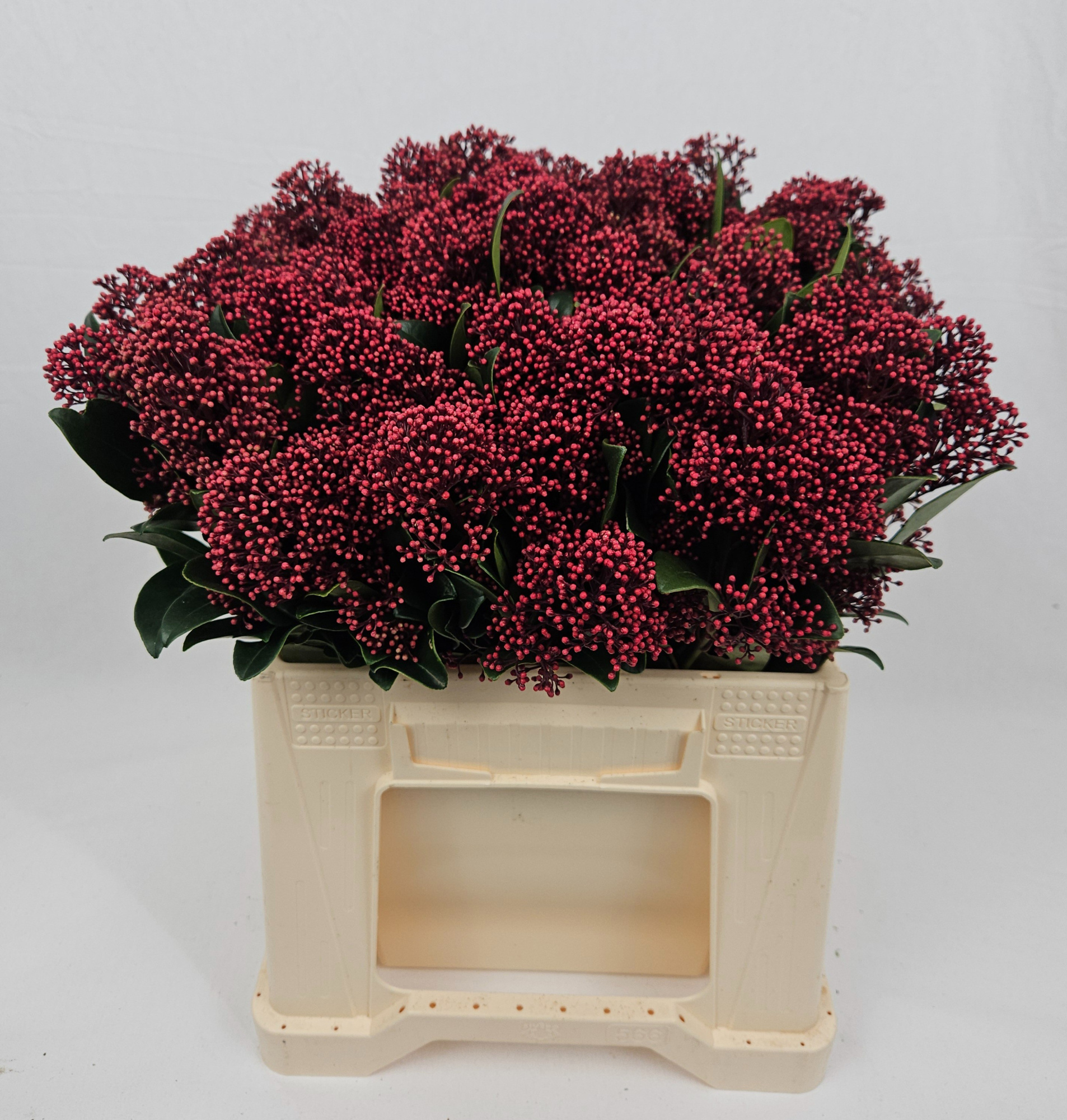 Скимия Рубелла за пучок 40 (красн.), пуч.