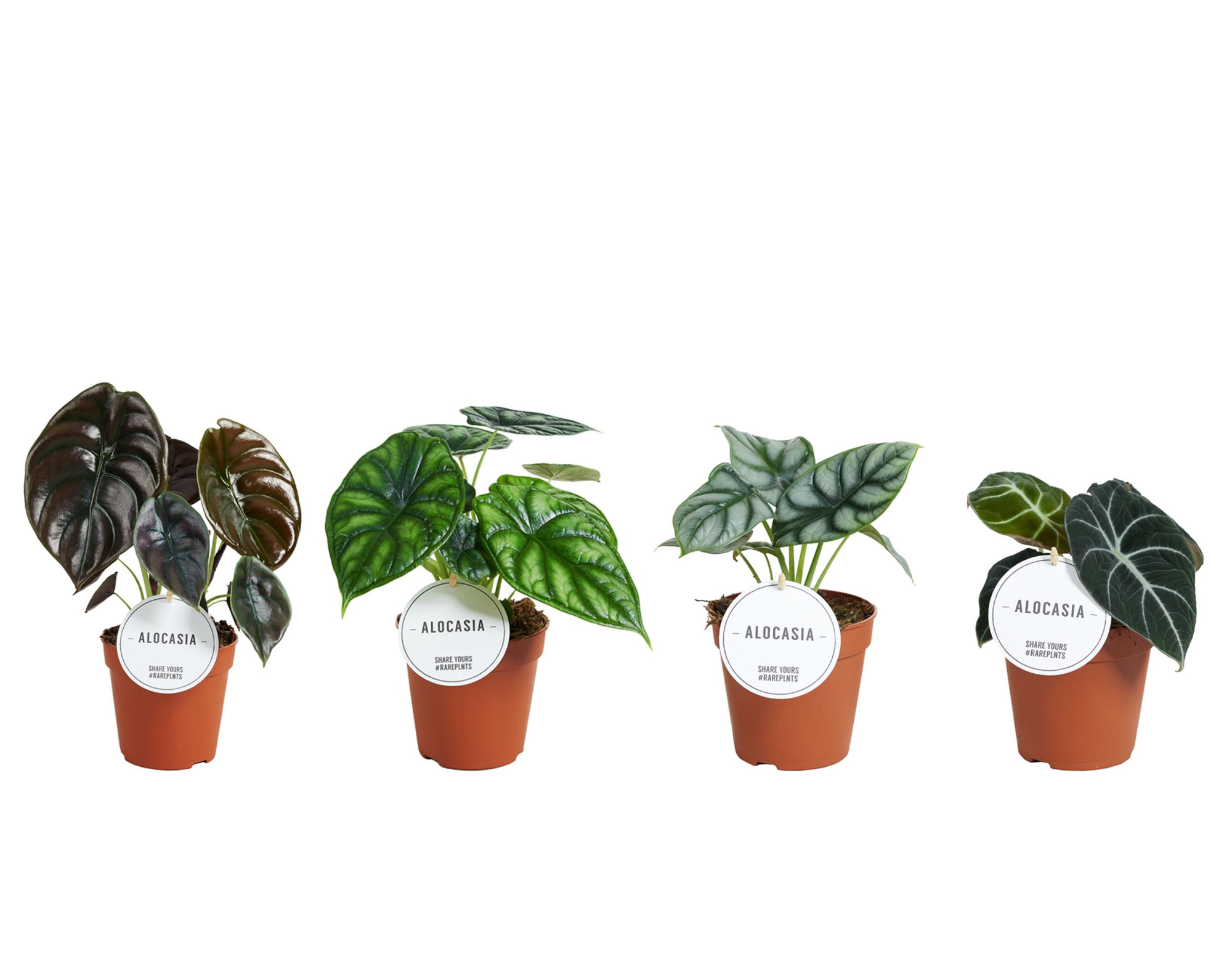 Alocasia Mix, D 12 cm