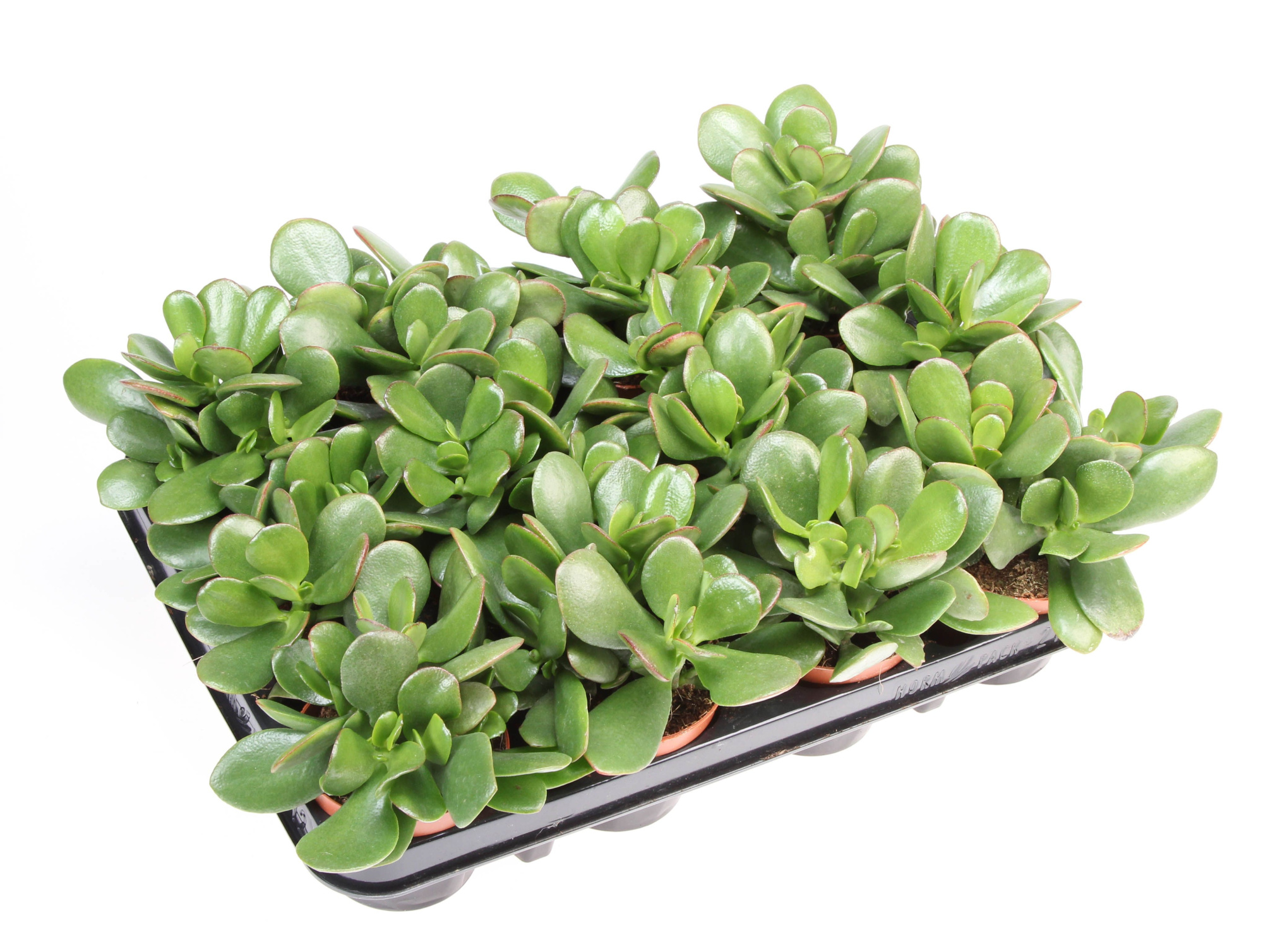 Crassula ovata, D 8,5 cm