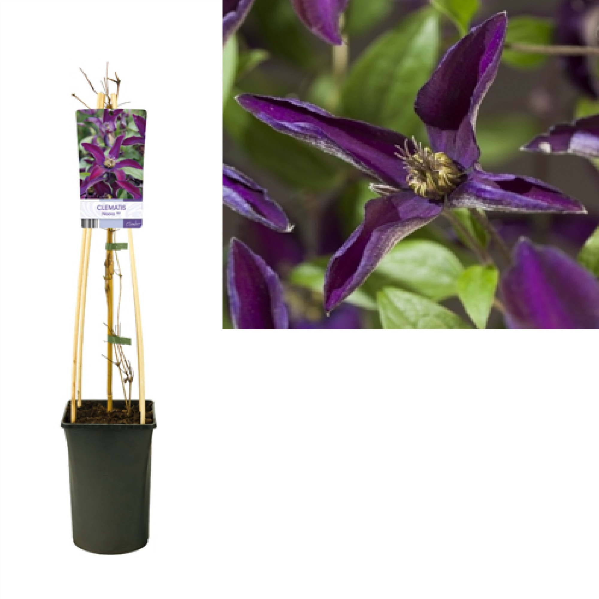 Clematis Noora PBR +light label, D 17