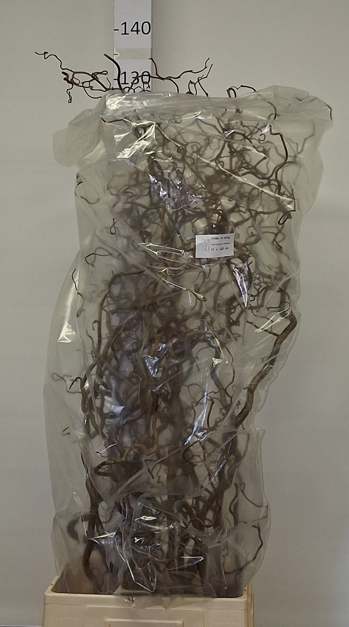 Корилус Конторта 120, шт.