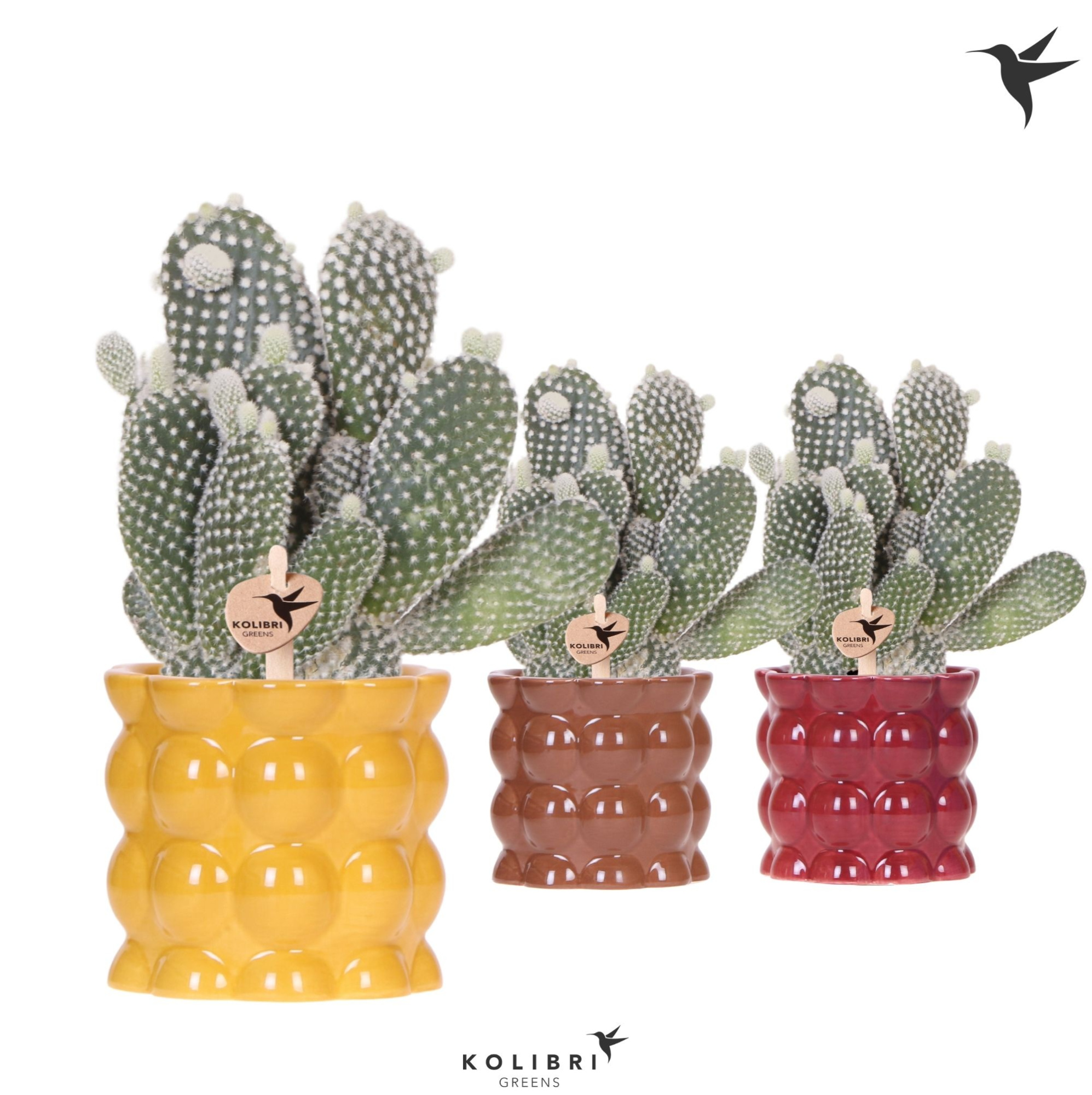 Kolibri Greens Opuntia white in Cotton pot yellow mix, D 9 cm