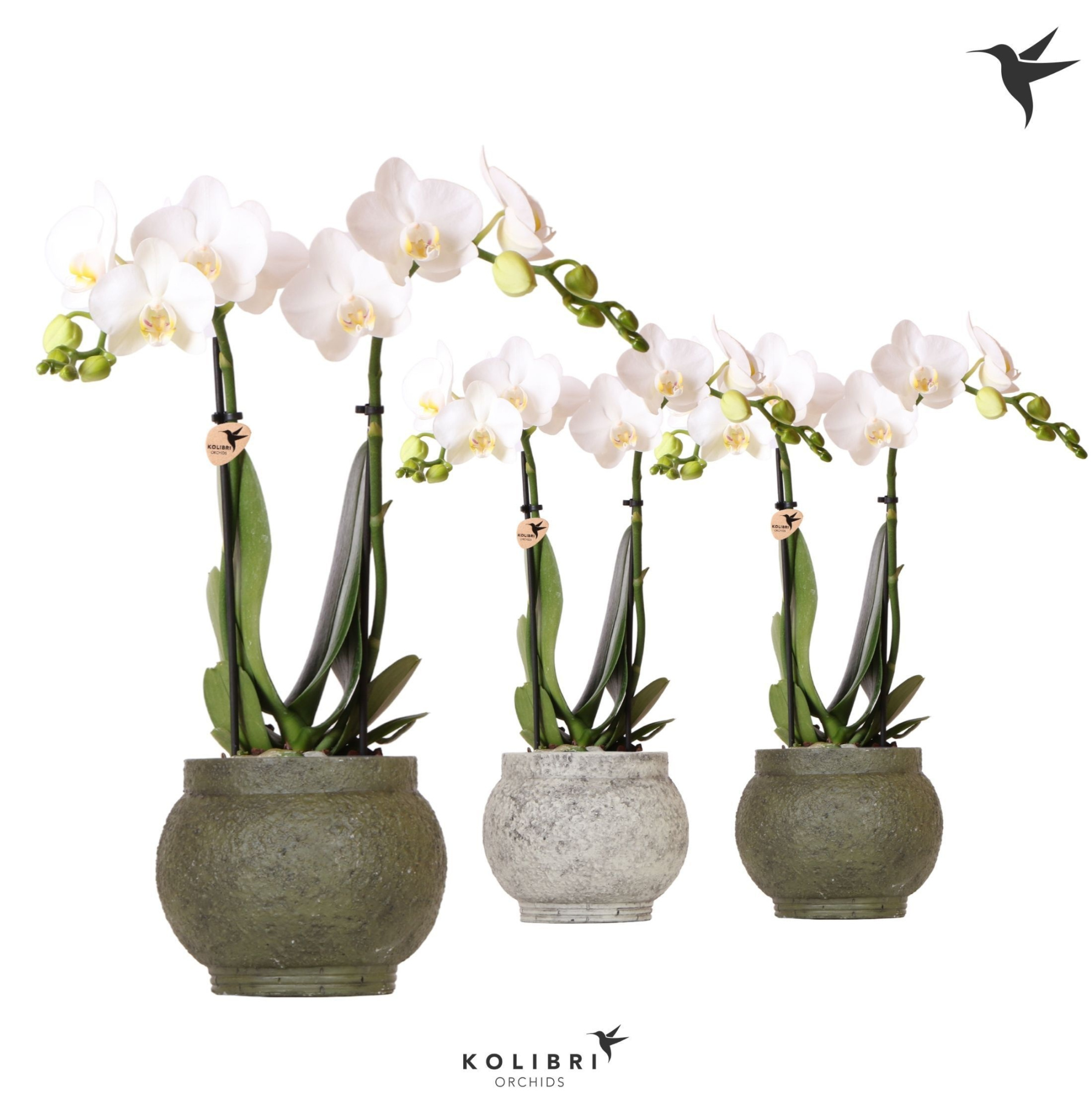 Kolibri Orchids Phalaenopsis white 2 spike in Ancient pot green, D 9