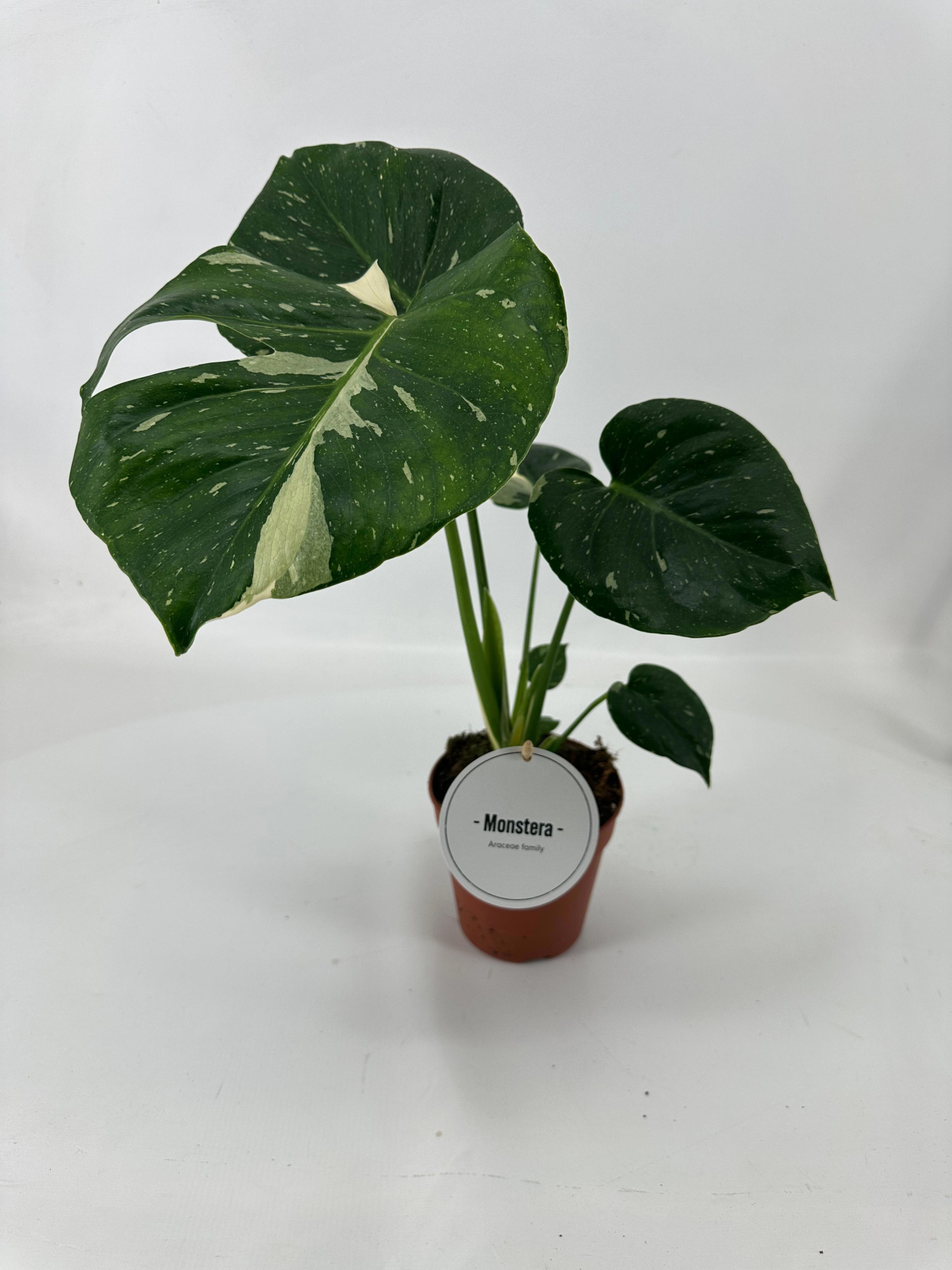 Monstera Thai Constellation B - Grade, D 12