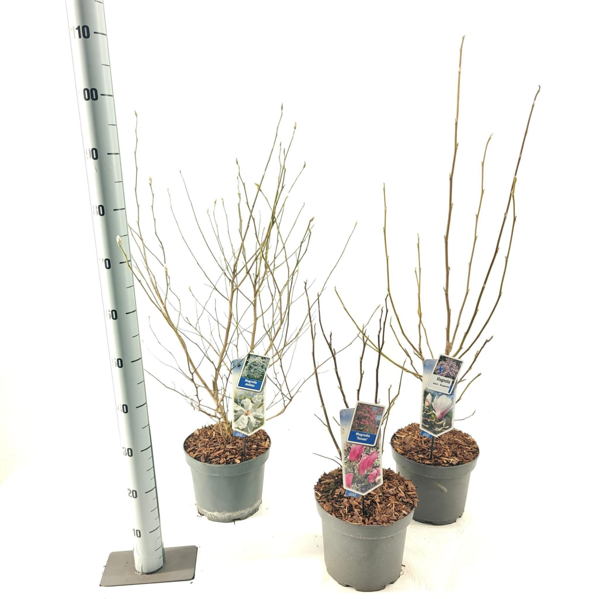 Magnolia mix (minimum order one layer), D 23