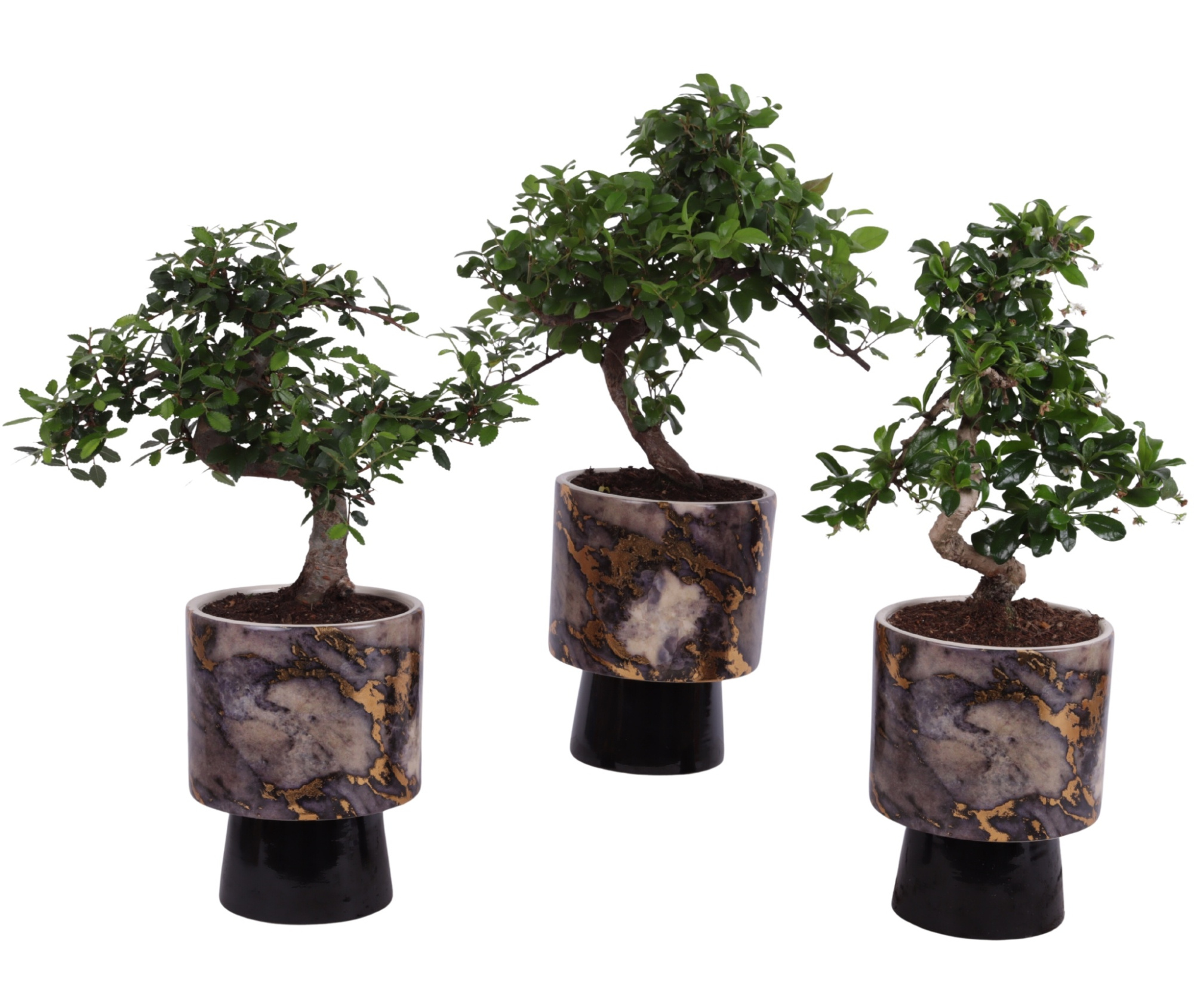 Bonsai Indoor Mix Ø12cm S-Shape in Ø 14cm Ceramic PL672, D 14