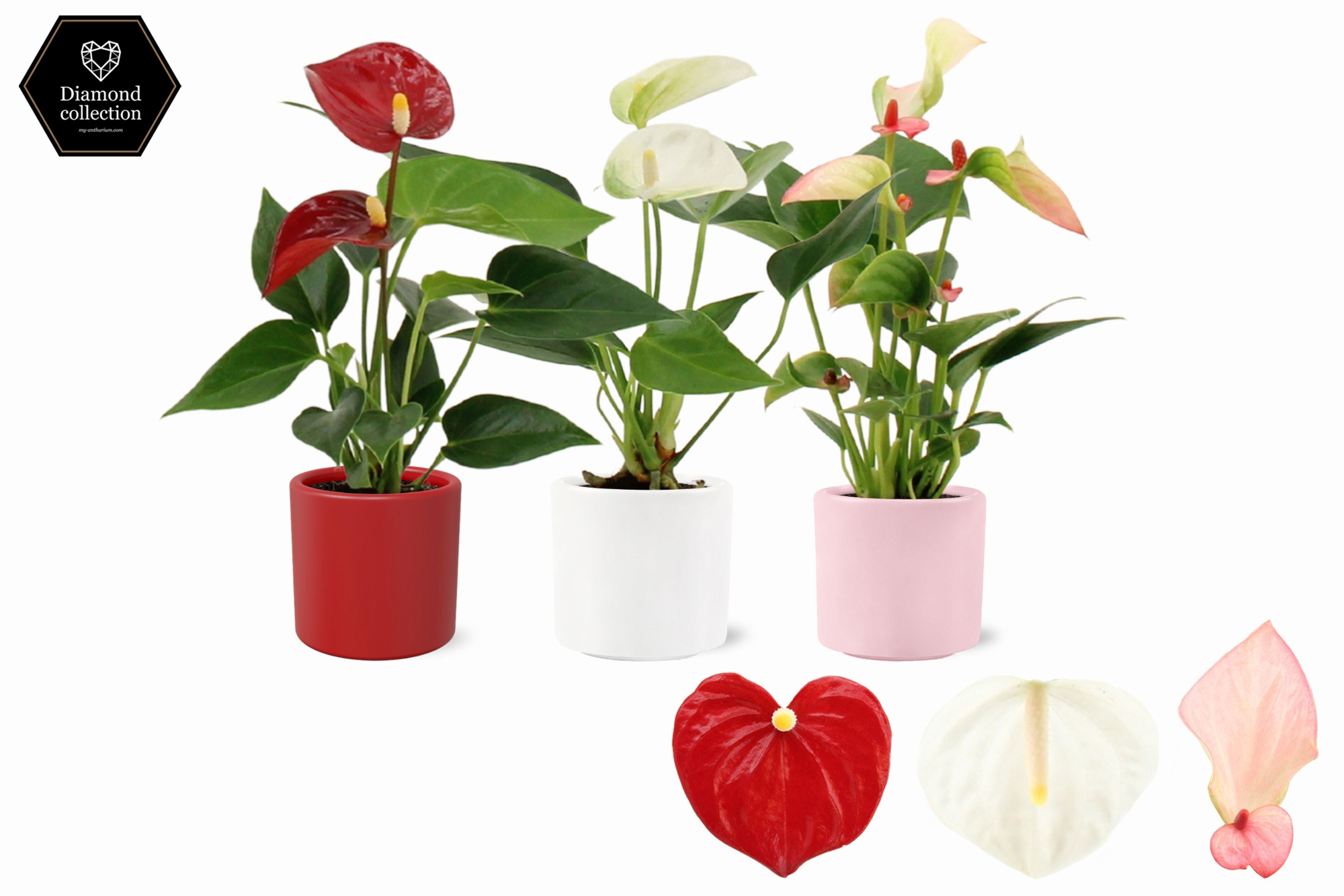 Anthurium 6 cm 3 color mix in Eva love ceramics, D 6