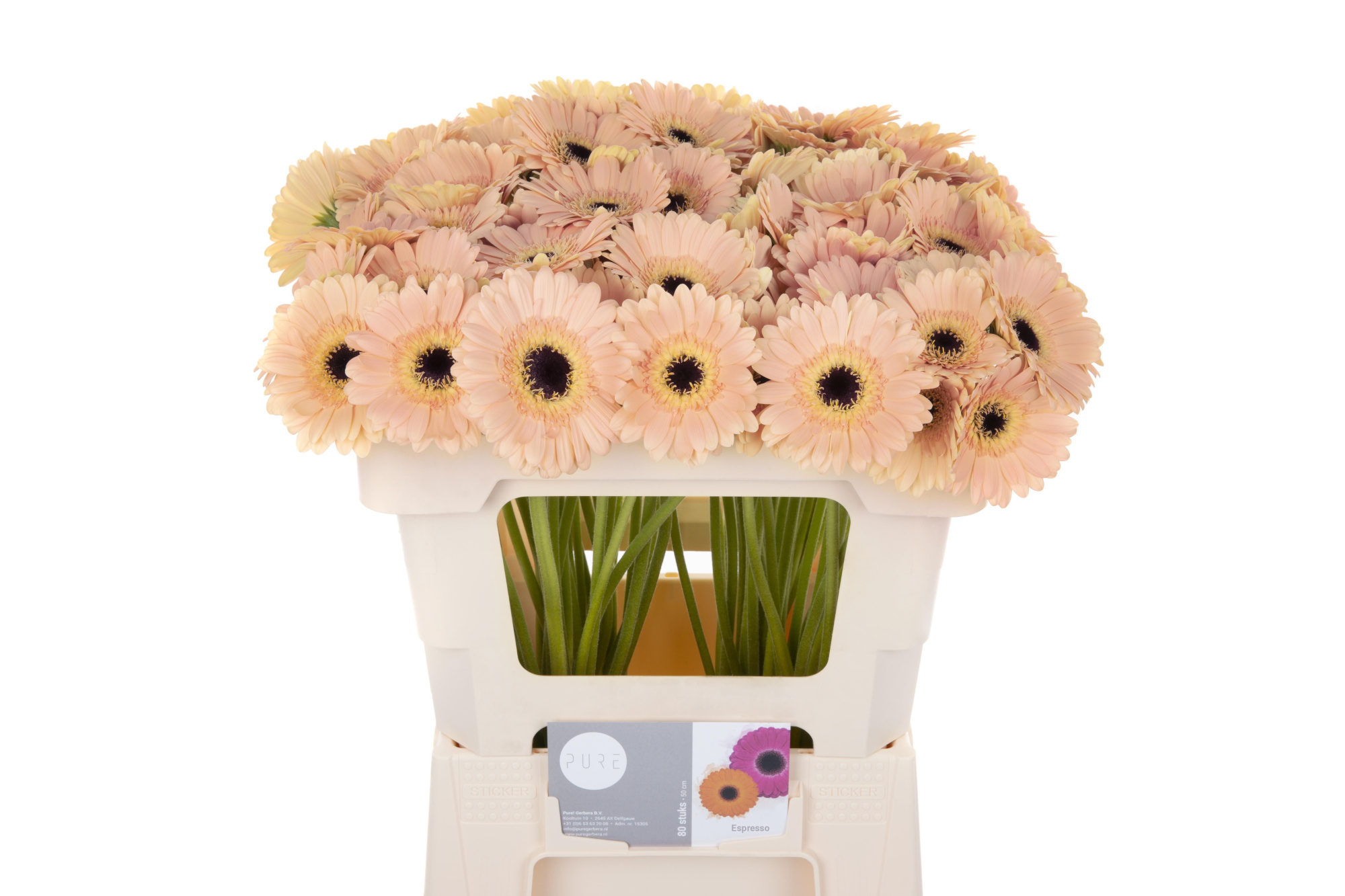 Гермини Эспрессо, шт.