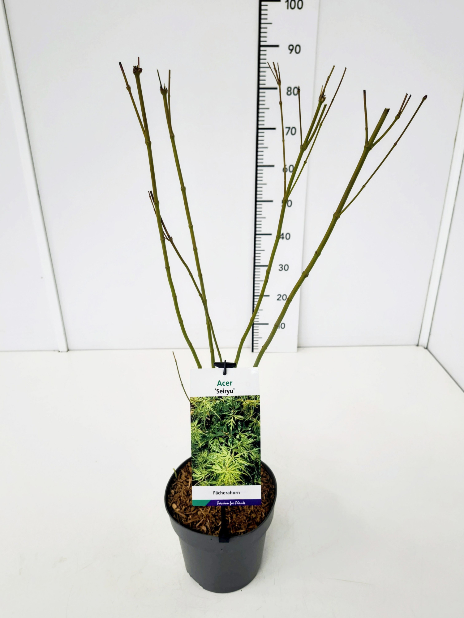 Acer palm. 'Seiryu' 60-80C7, D 25