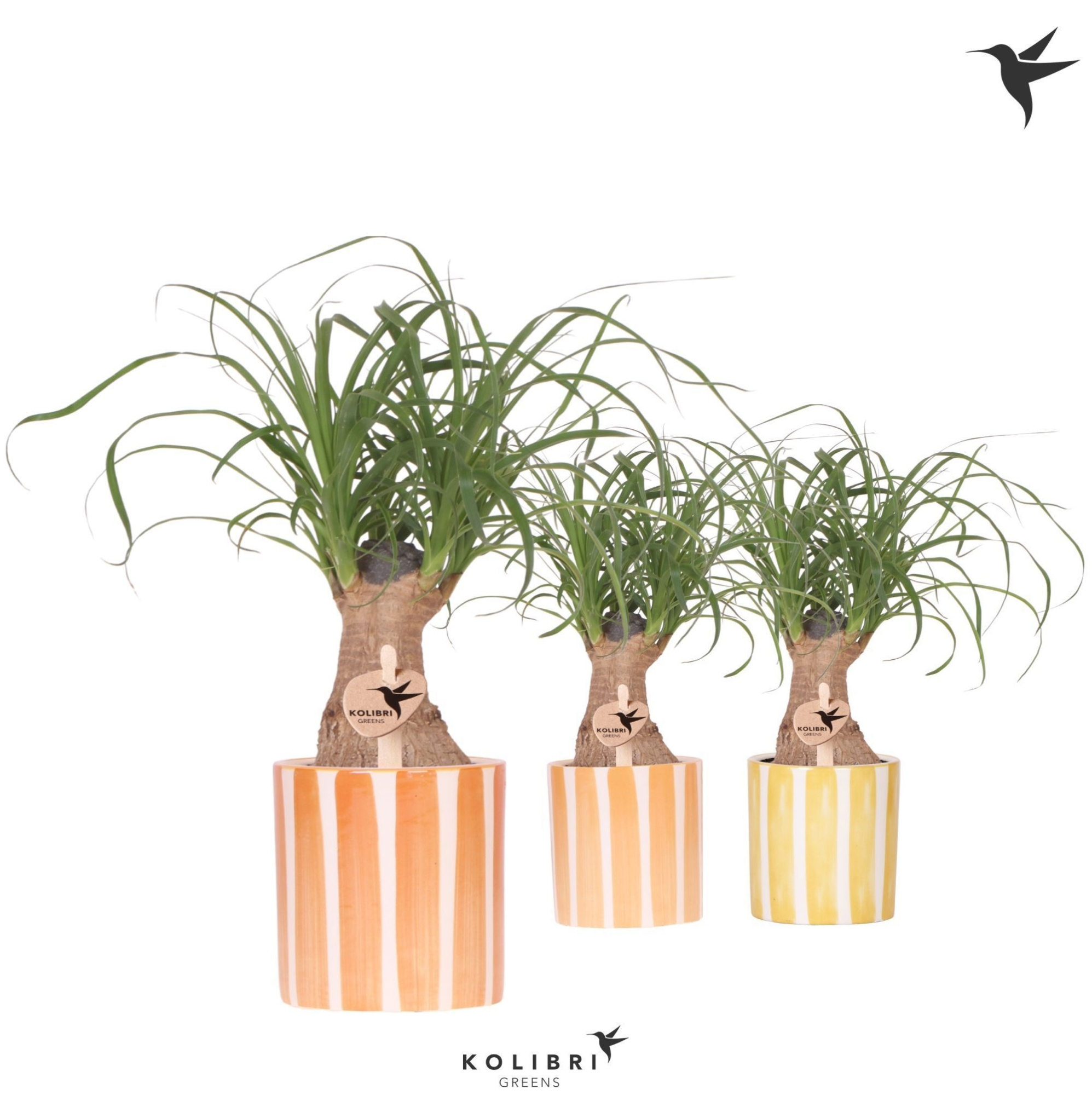 Kolibri Greens Beaucarnea in Painted Stripe pot yellow mix, D 9 cm