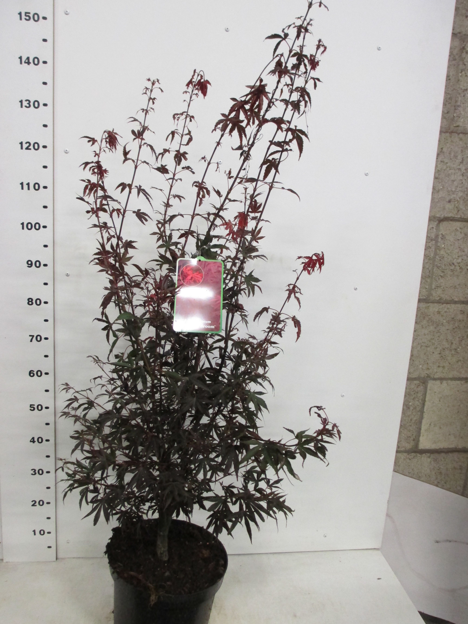 Acer palm. Skeeters Broom 100-125 P30, D 30