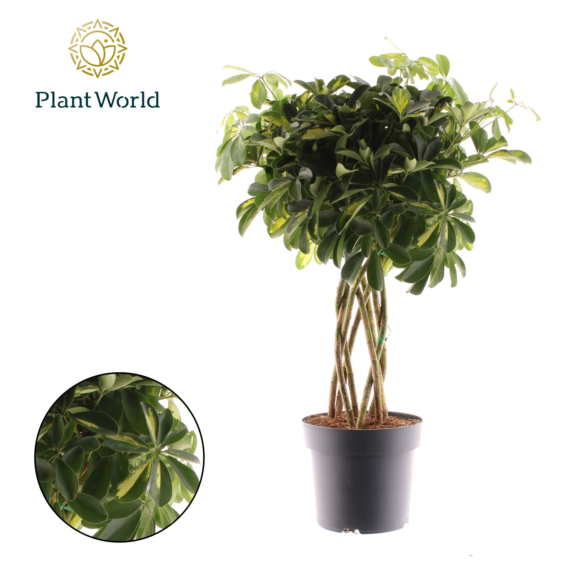 Schefflera Gold Capella koker, D 24 cm