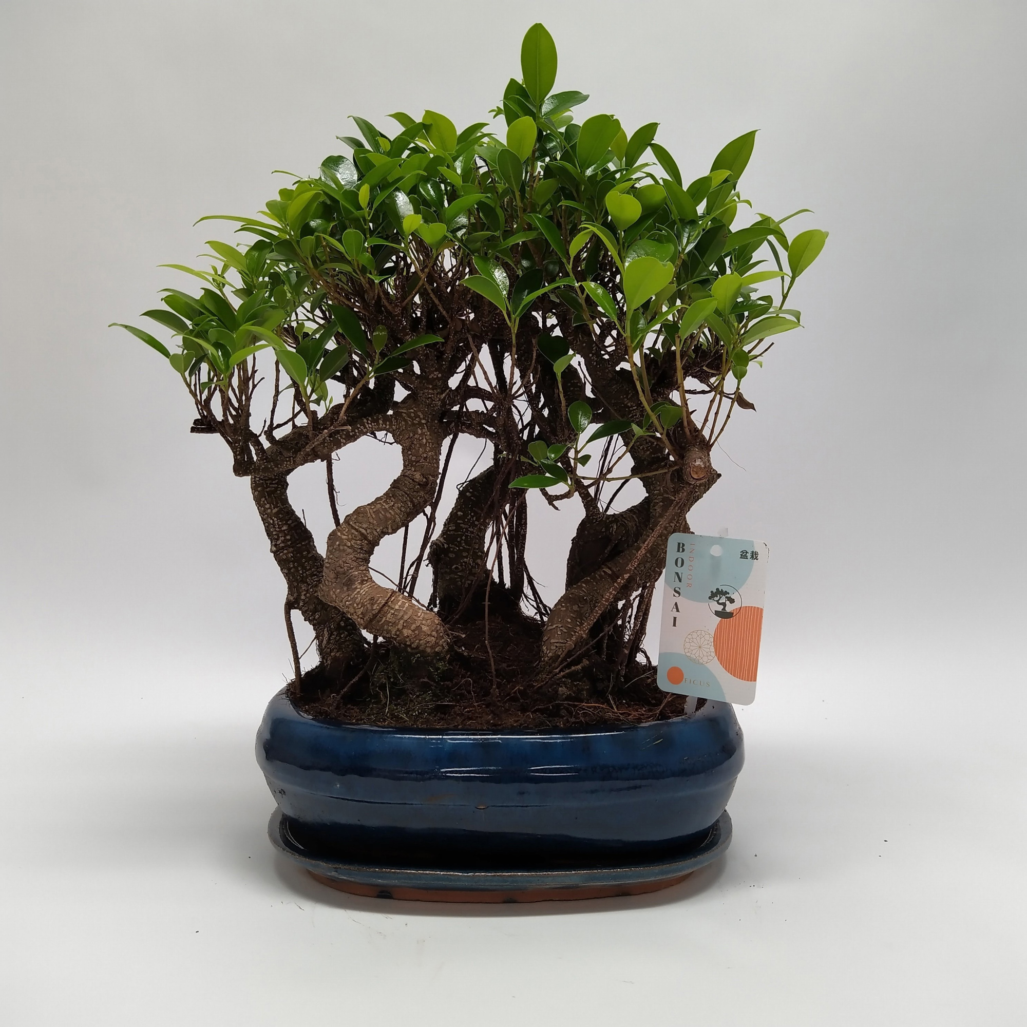 Ficus S-shape Bonsai 'Forest' 26 cm, D 26