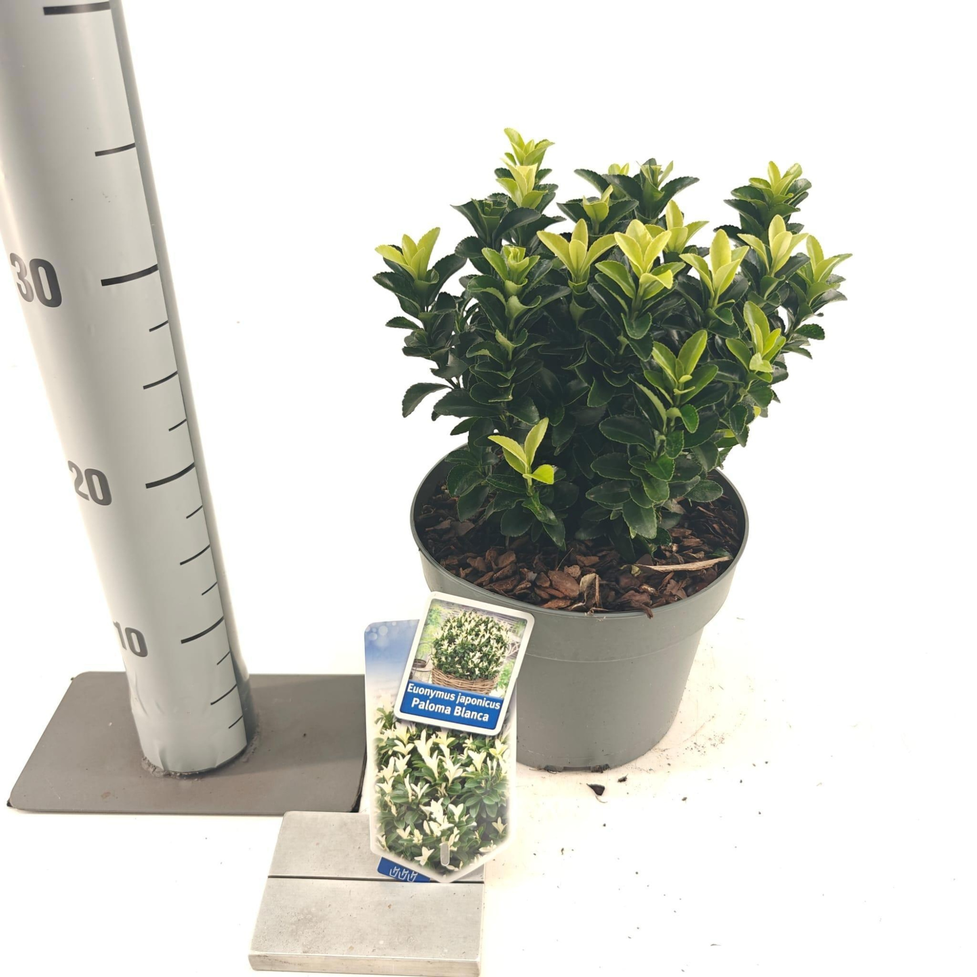 Euonymus jap. Paloma Blanca ('Lankveld03'PBR), D 19