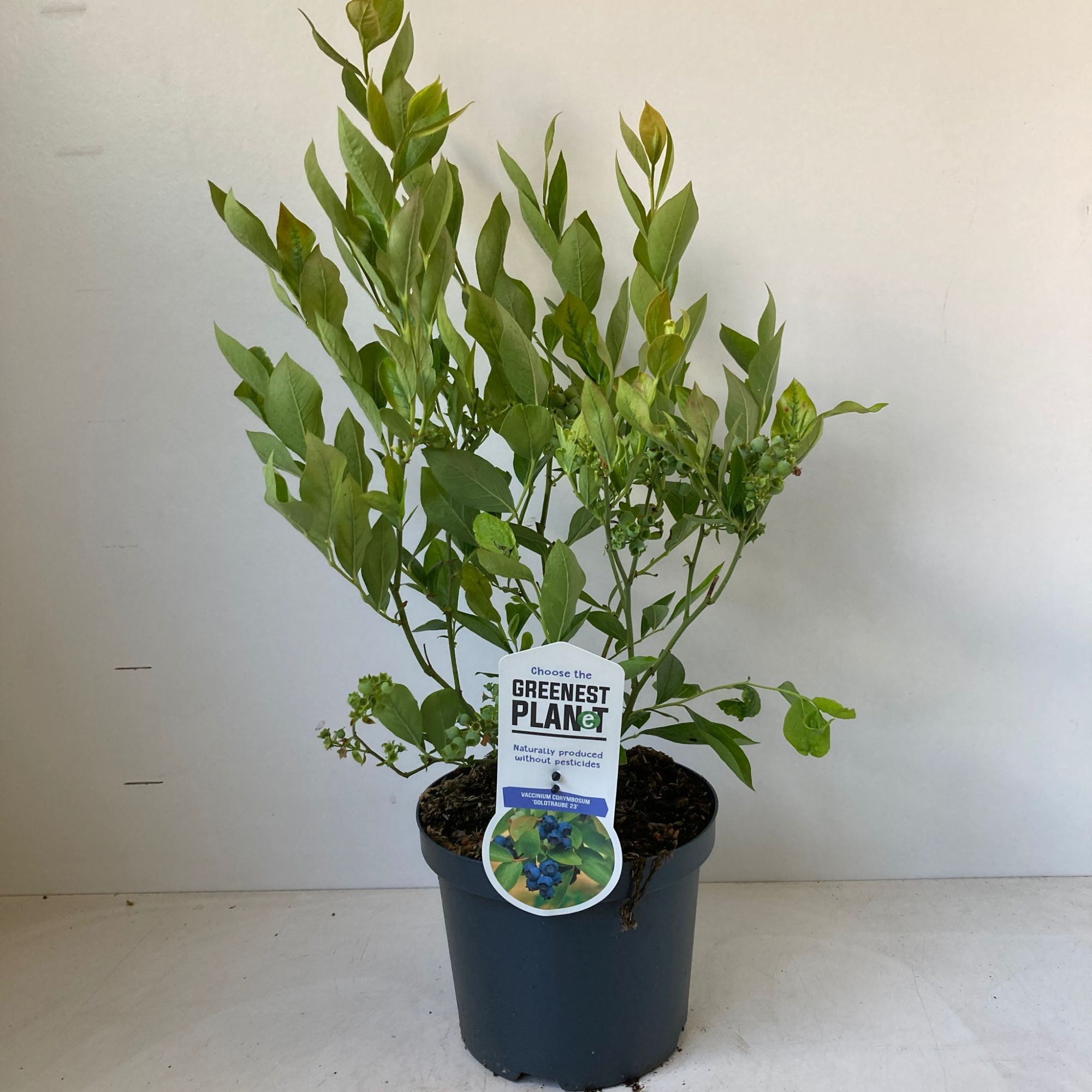 Vaccinium corymbosum 'Goldtraube', D 19 cm