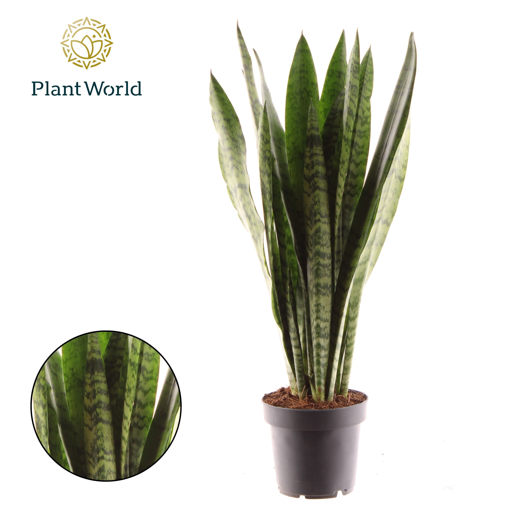 Sansevieria Zeylanica (8+ blad), D 12
