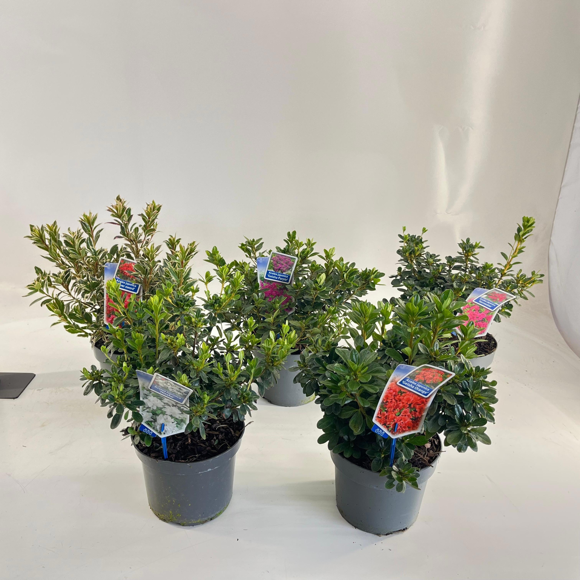 Rhododendron (AJ) mix P19 (minimum order one layer), D 19 cm