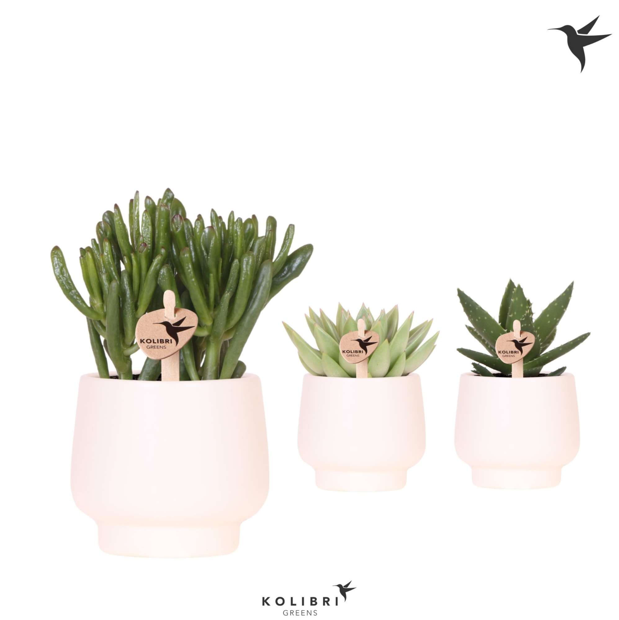 Kolibri Greens Succulenten mix in Scandic pot white, D 9 cm