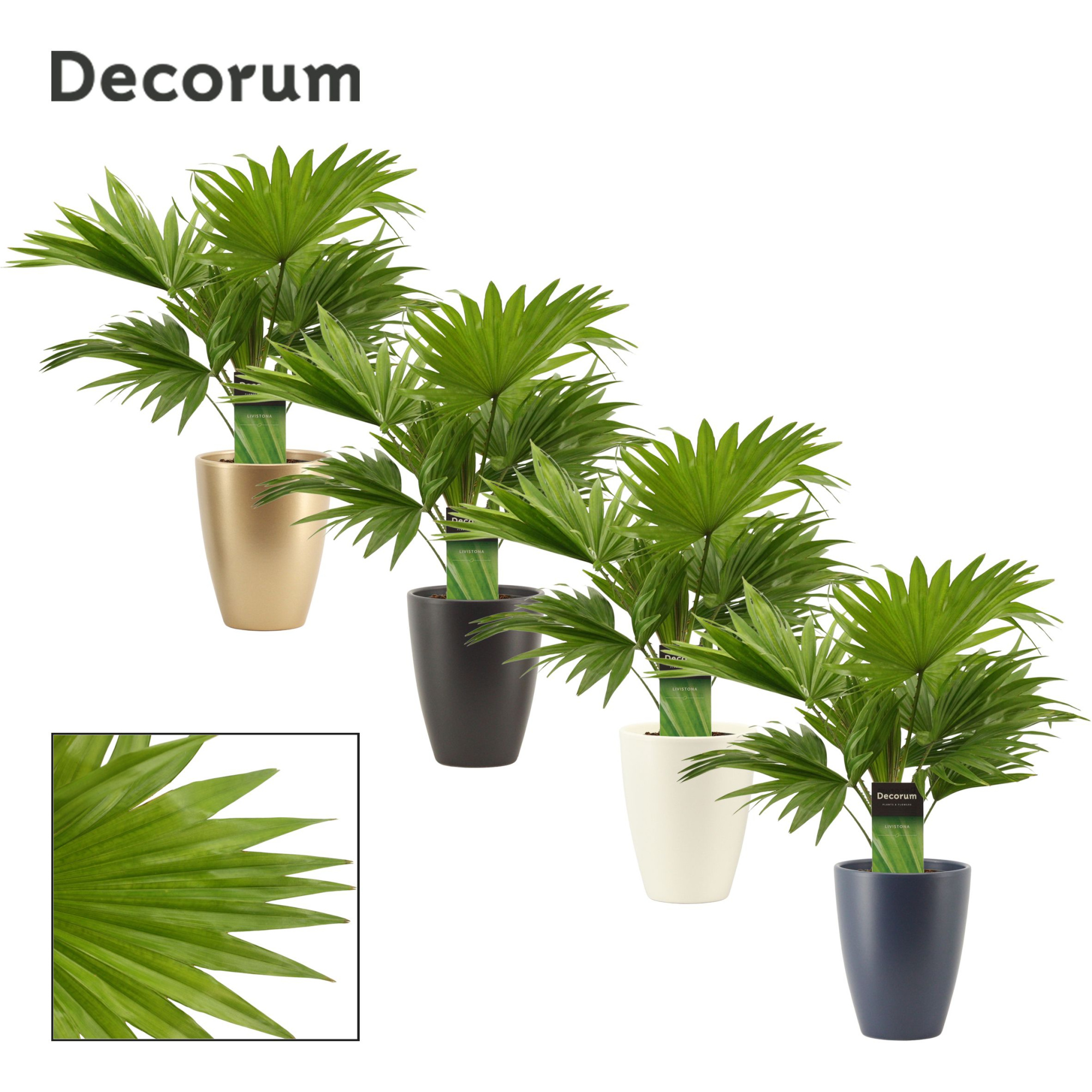 Livistona Rotundifolia 12 cm in Carly (Neo Architect-collection), D 12