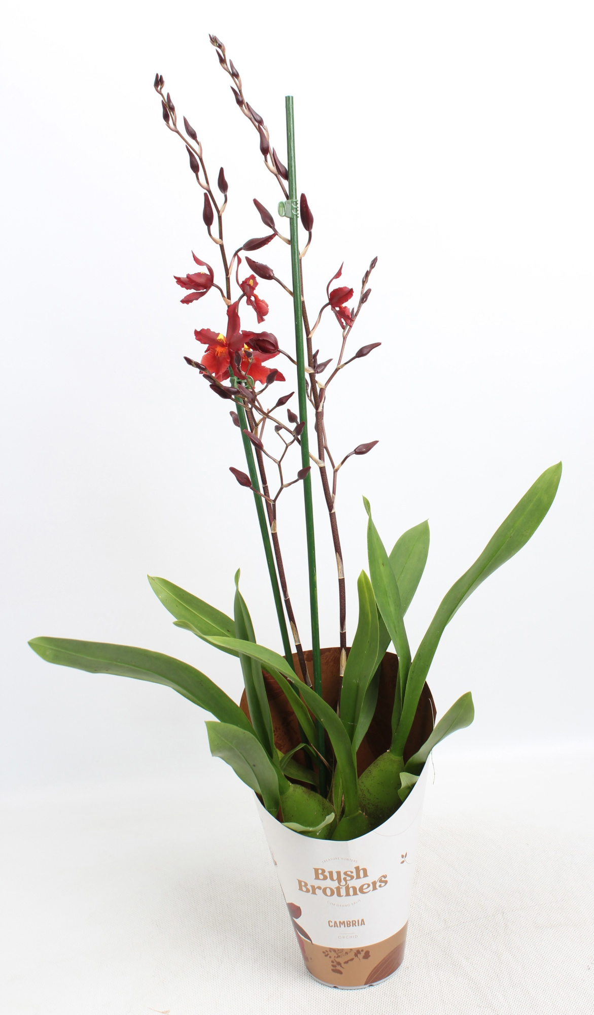 Cambria 2 tak rood 12 cm, D 12