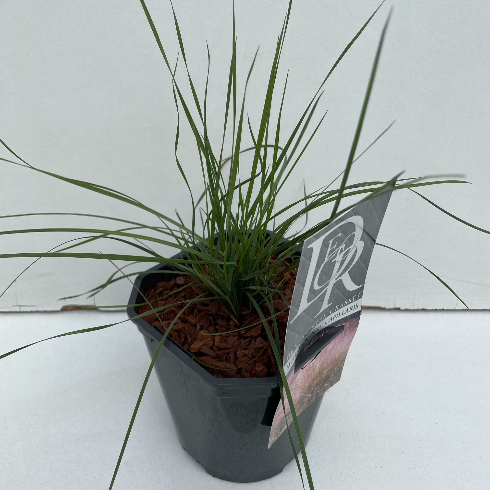 Muhlenbergia 'Capillaris', D 17