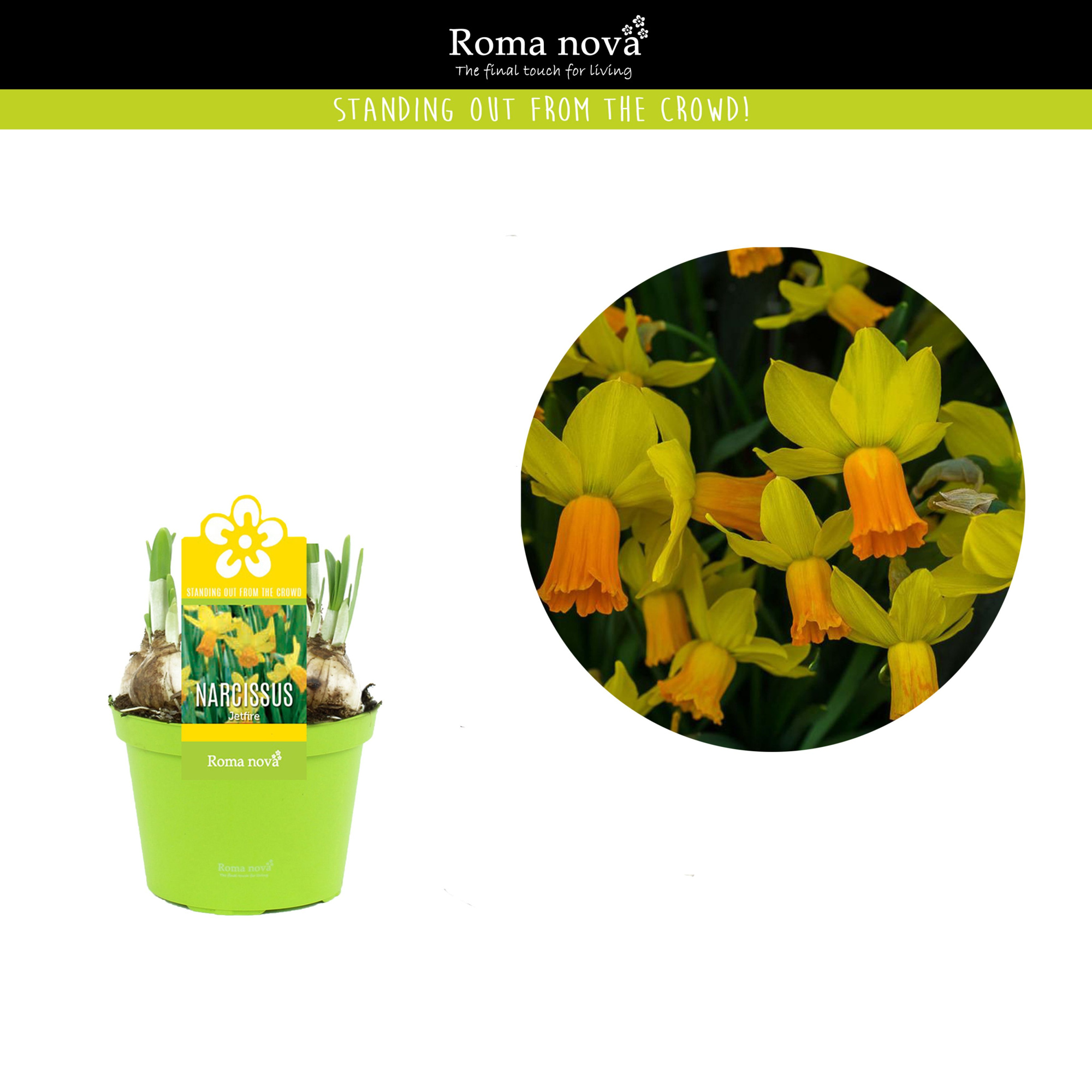 Narcissus Jetfire 12cm, D 12