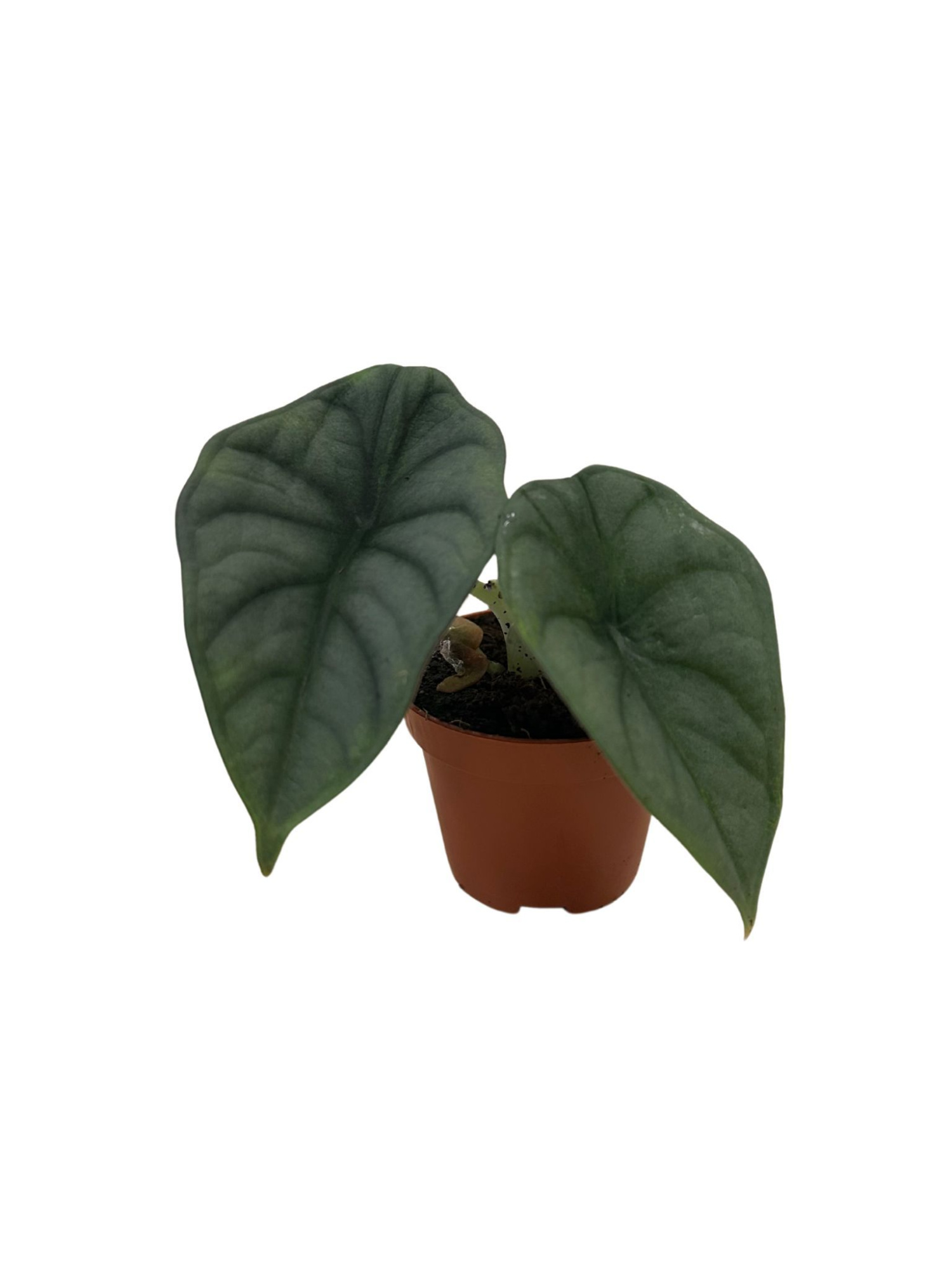 Alocasia Nebula, D 6 cm