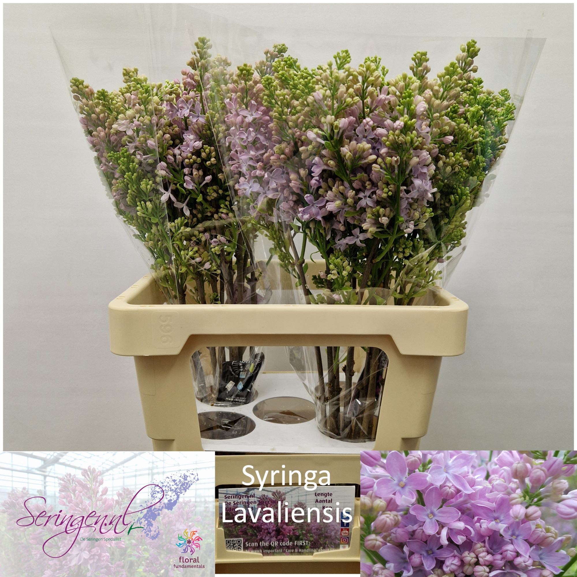 Сирень Лавалиенсис 60 (роз.), шт.