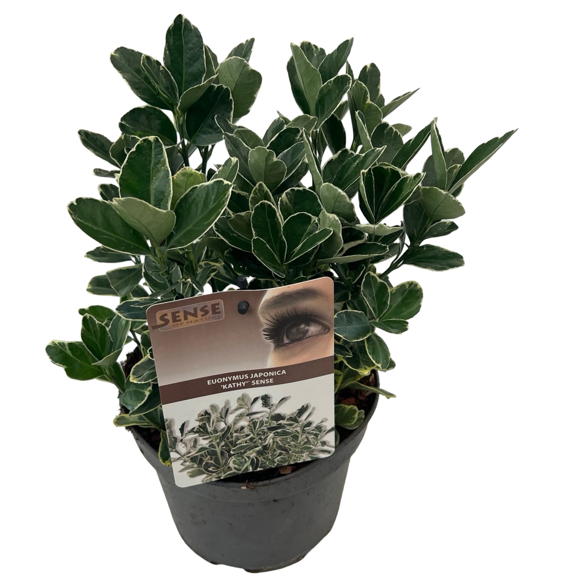 Euonymus jap. 'Kathy' sense, D 17