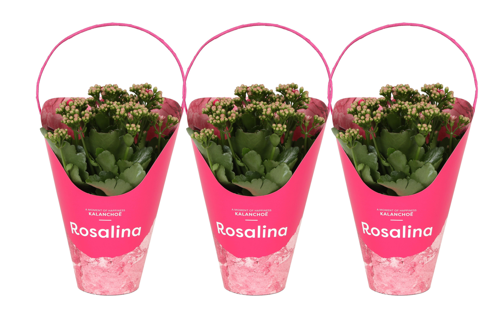 KP-858.1 RZ - Kalanchoe Rosalina Roze 12cm in roze Giftskoker, D 12 cm