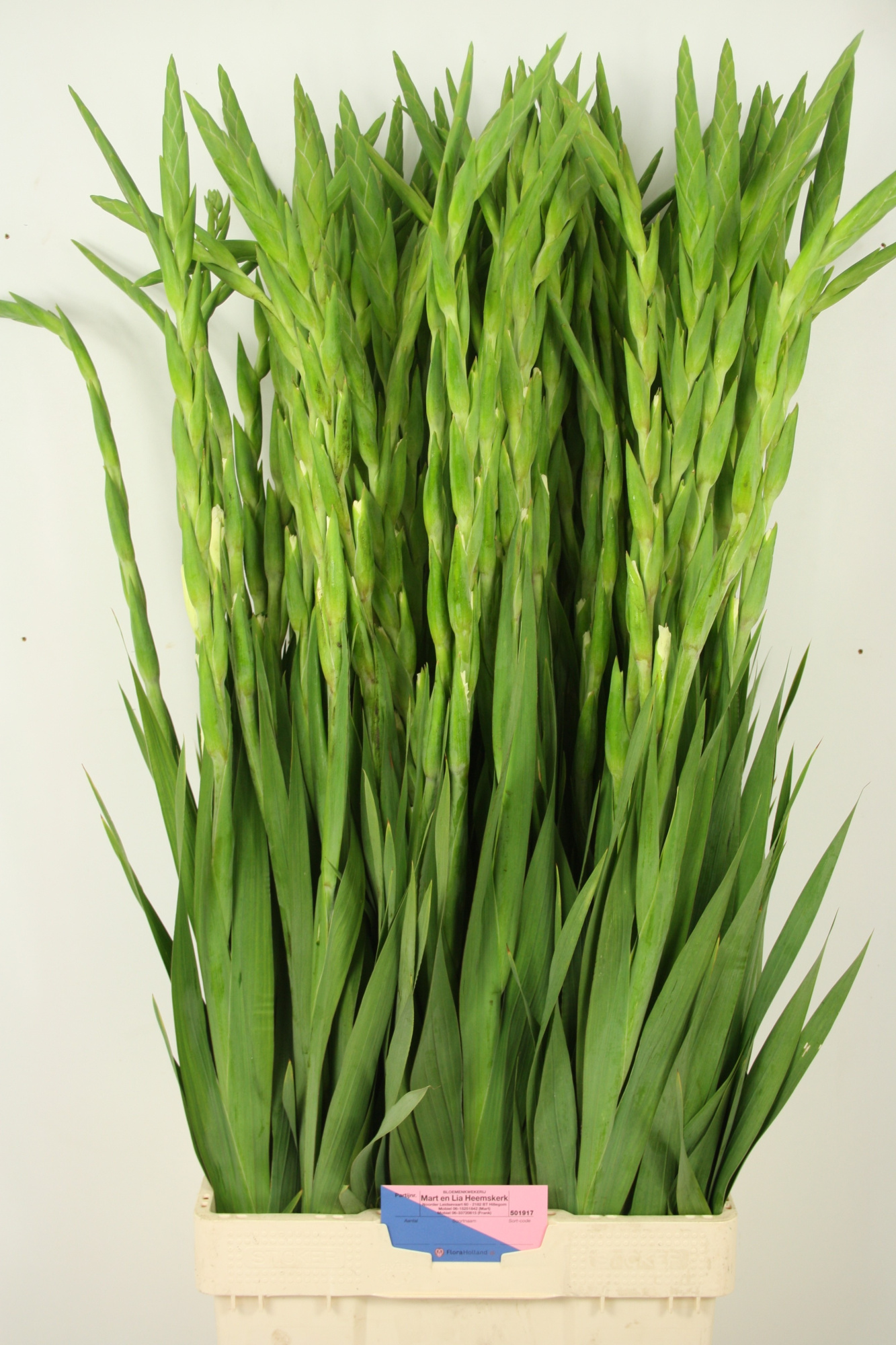 Гладиолус Нова Зембла 115, шт.