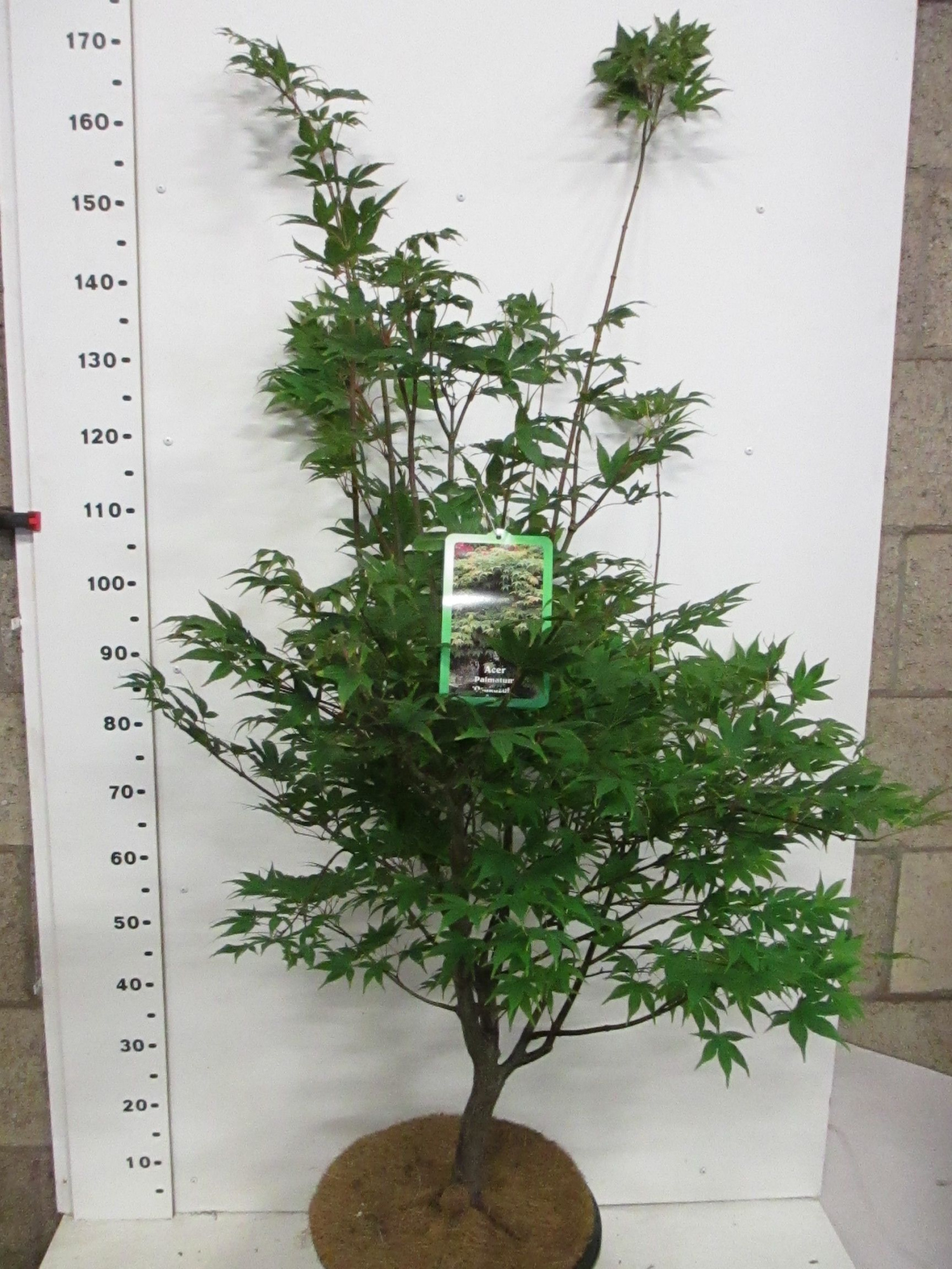 Acer palm. Osakazuki 125-150 P34, D 34 cm