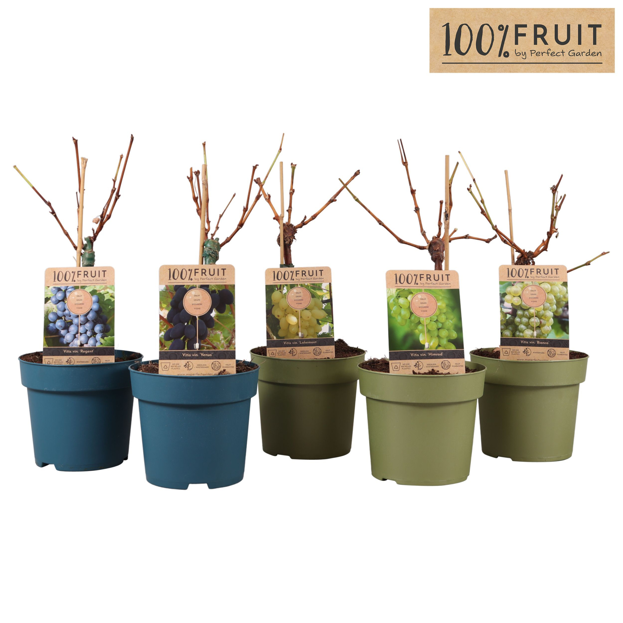 Vitis mix laag op stam P21, D 21