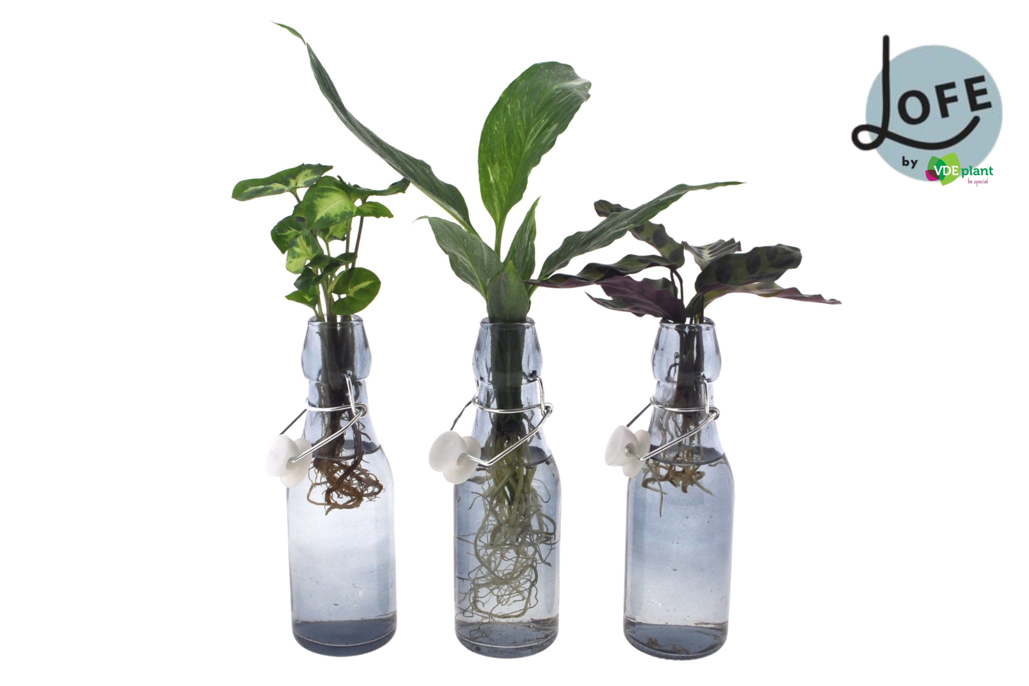 LOFE | Intenz mix in Ann getint glas - levertijd: 24 uur, D 7