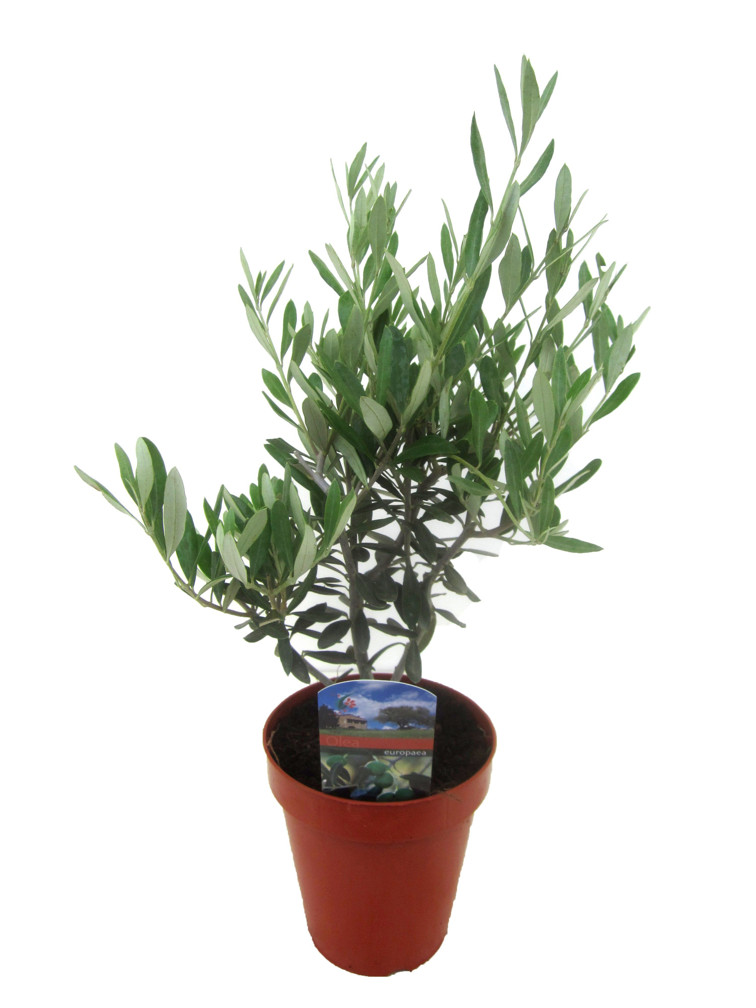 Olea europaea, D 14 cm