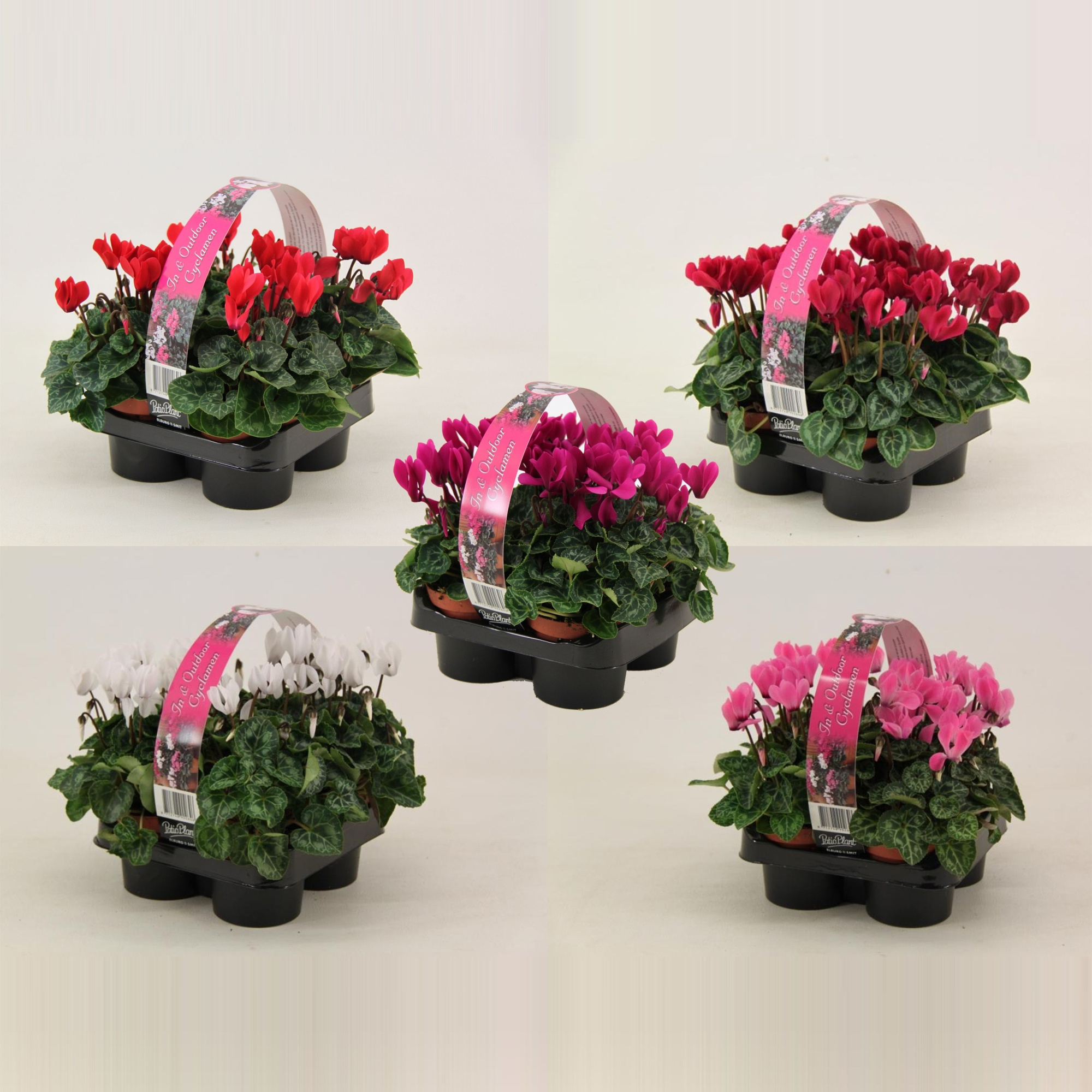 Cyclamen 4-pack op kleur - gemengd per laag, D 9 cm