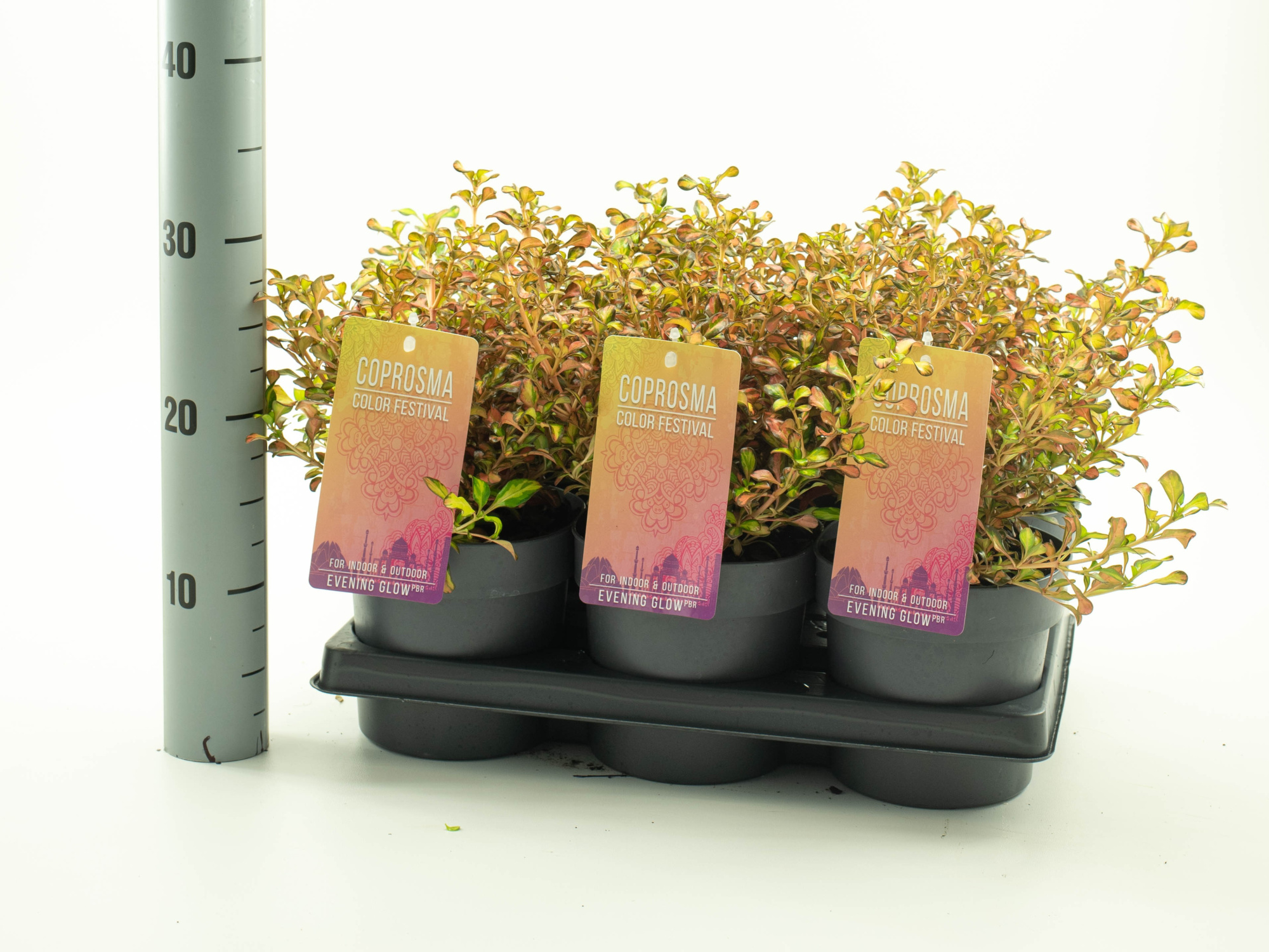 Coprosma 'Evening Glow' 'Color Festival serie', D 15