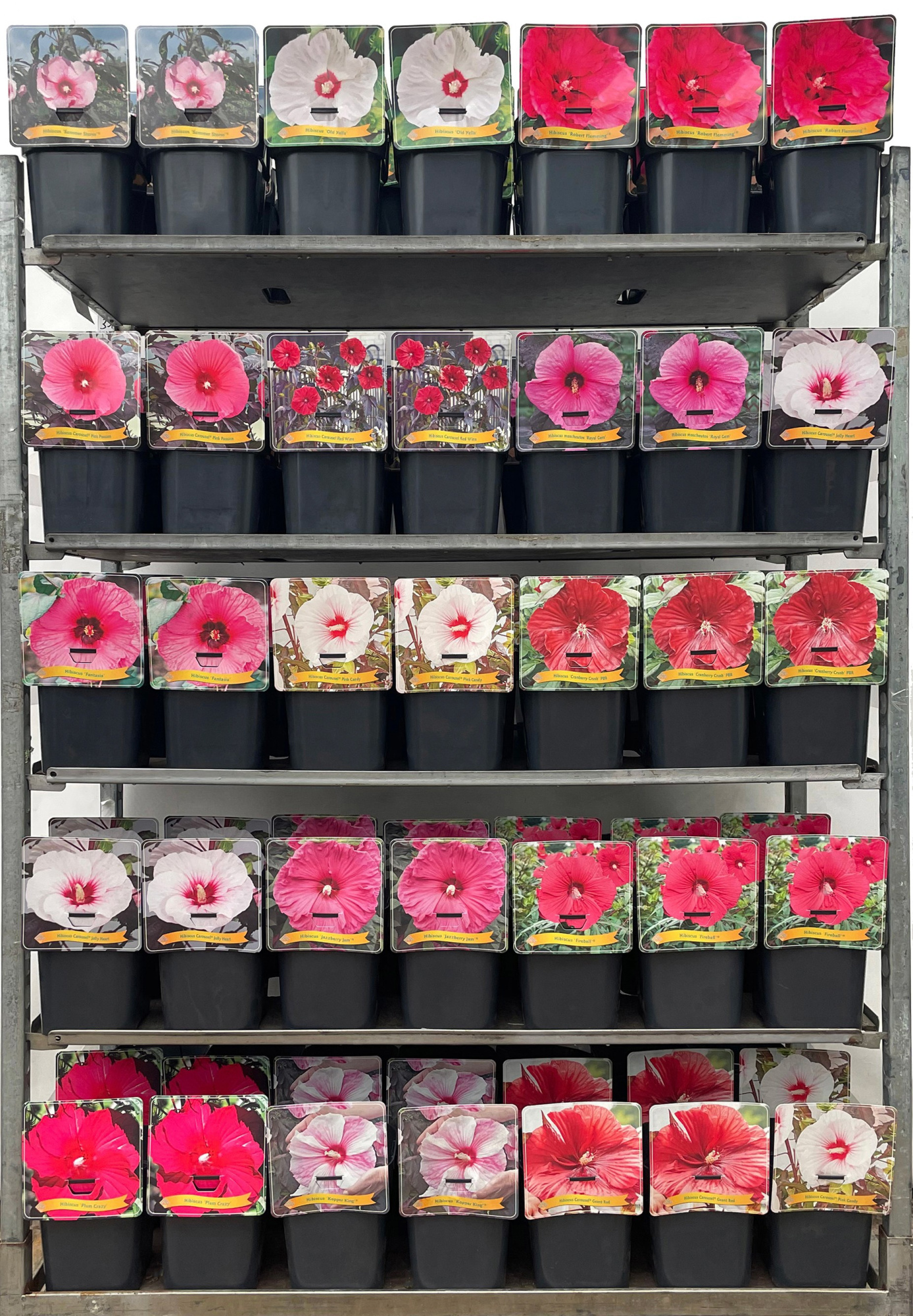 Hibiscus Mix CC C5, D 21