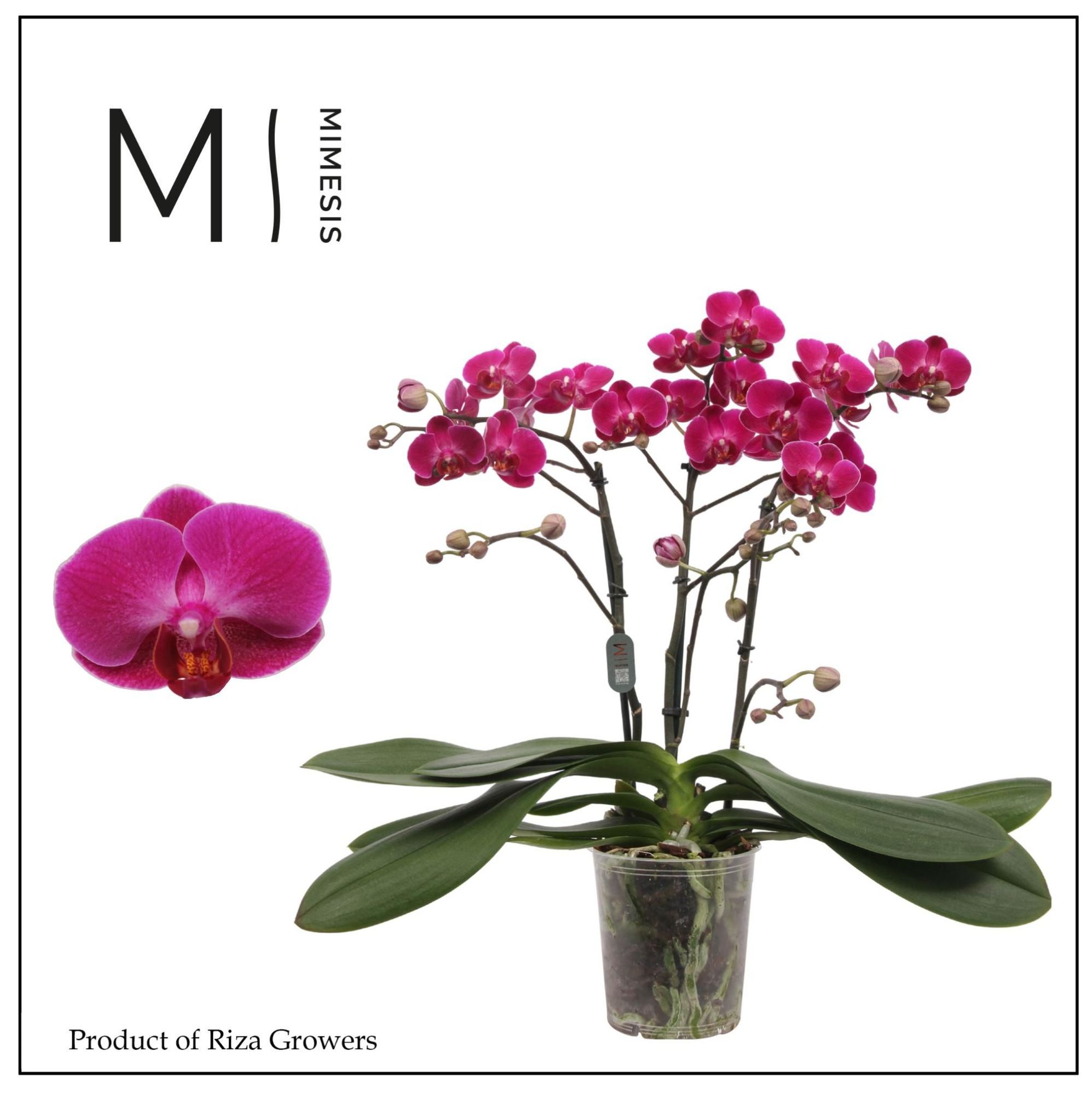 Phalaenopsis Morelia 3 spike - 12cm | Mimesis, D 12 cm