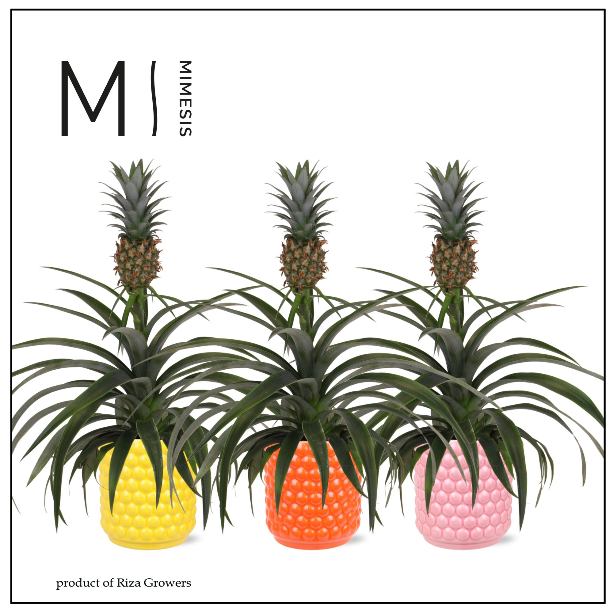 Ananas Mi Amigo - 13cm in Happy Siena | Mimesis, D 13