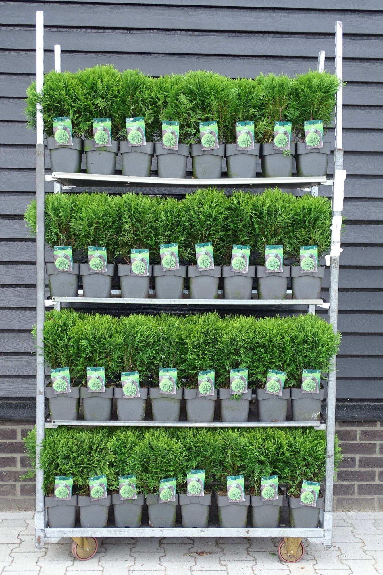 Thuja occ. 'Danica', D 19