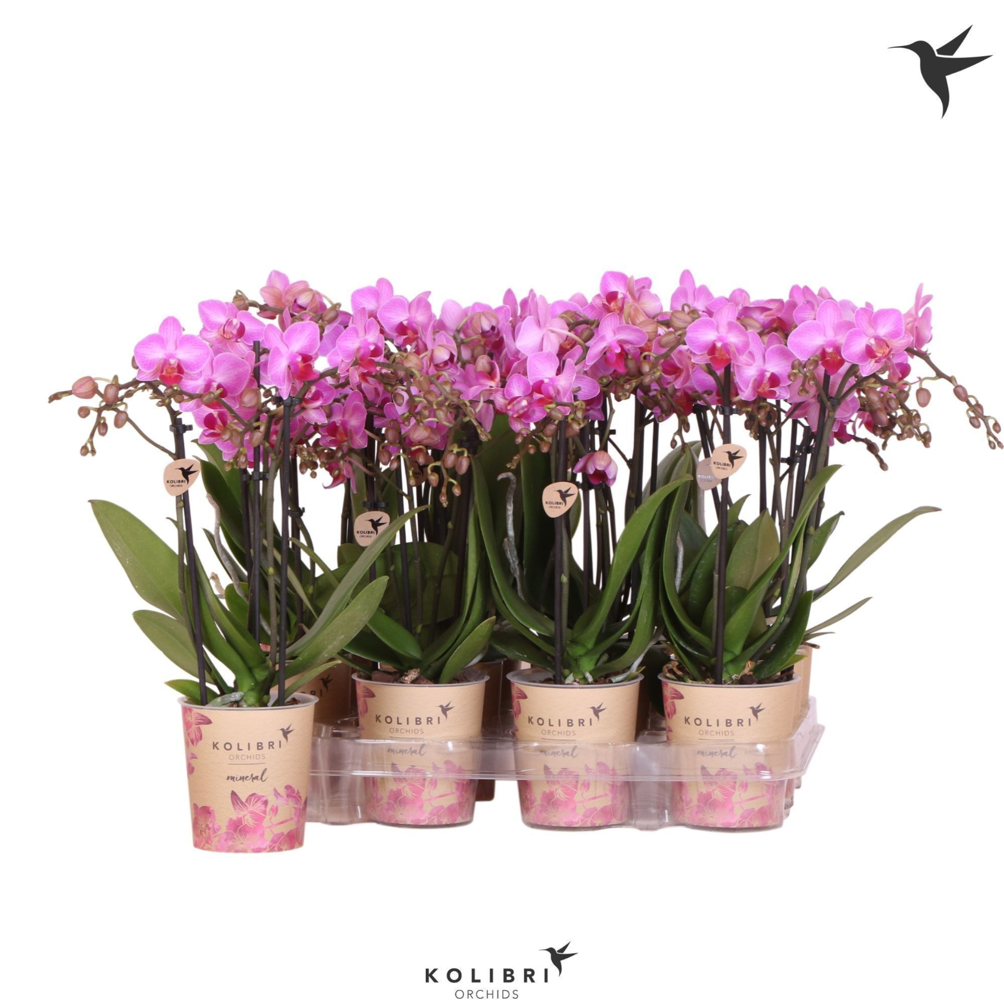 Kolibri Orchids Phalaenopsis Violet 3 spike, D 9