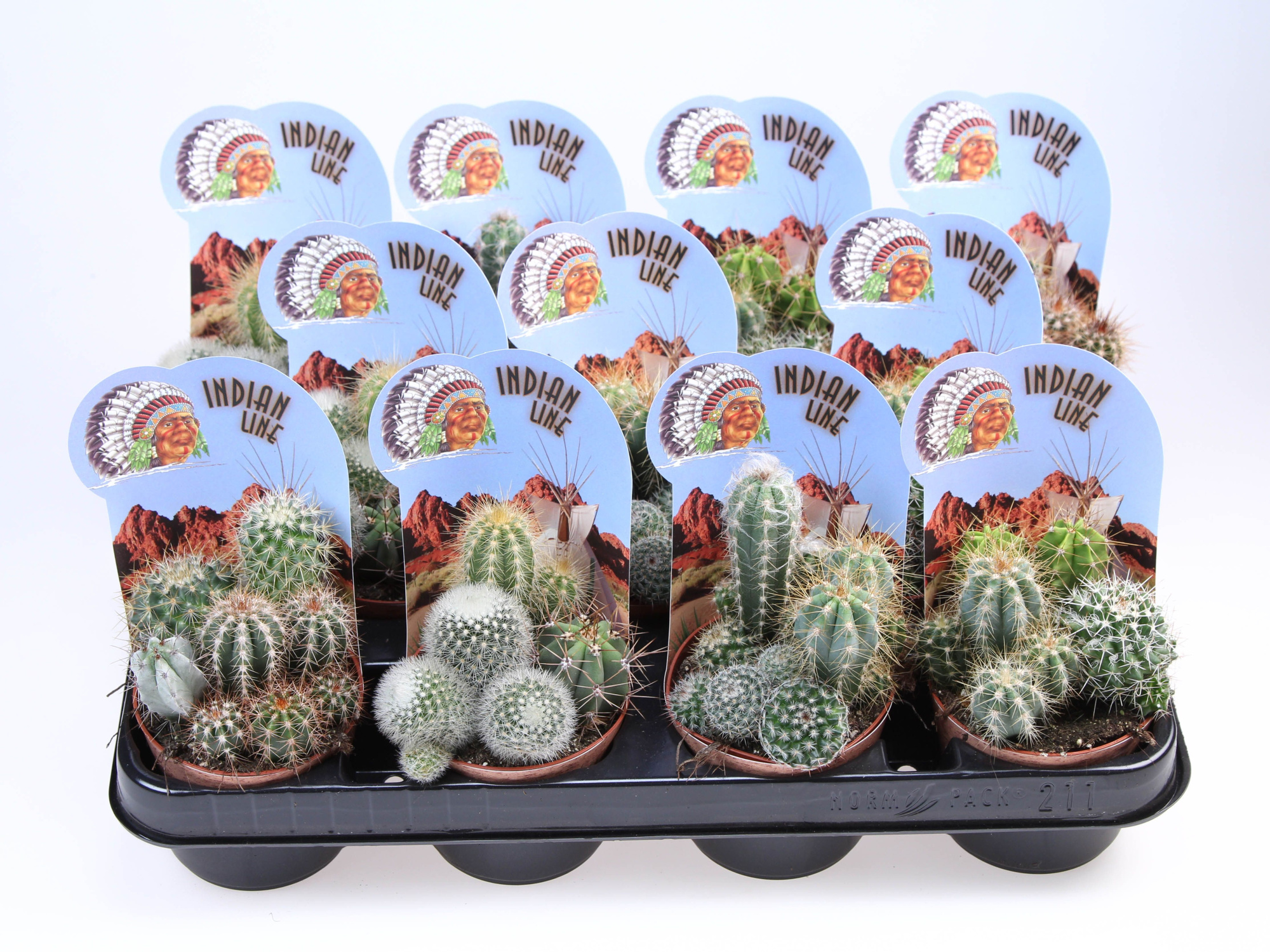 potcover indian line cactus trio, D 8,5