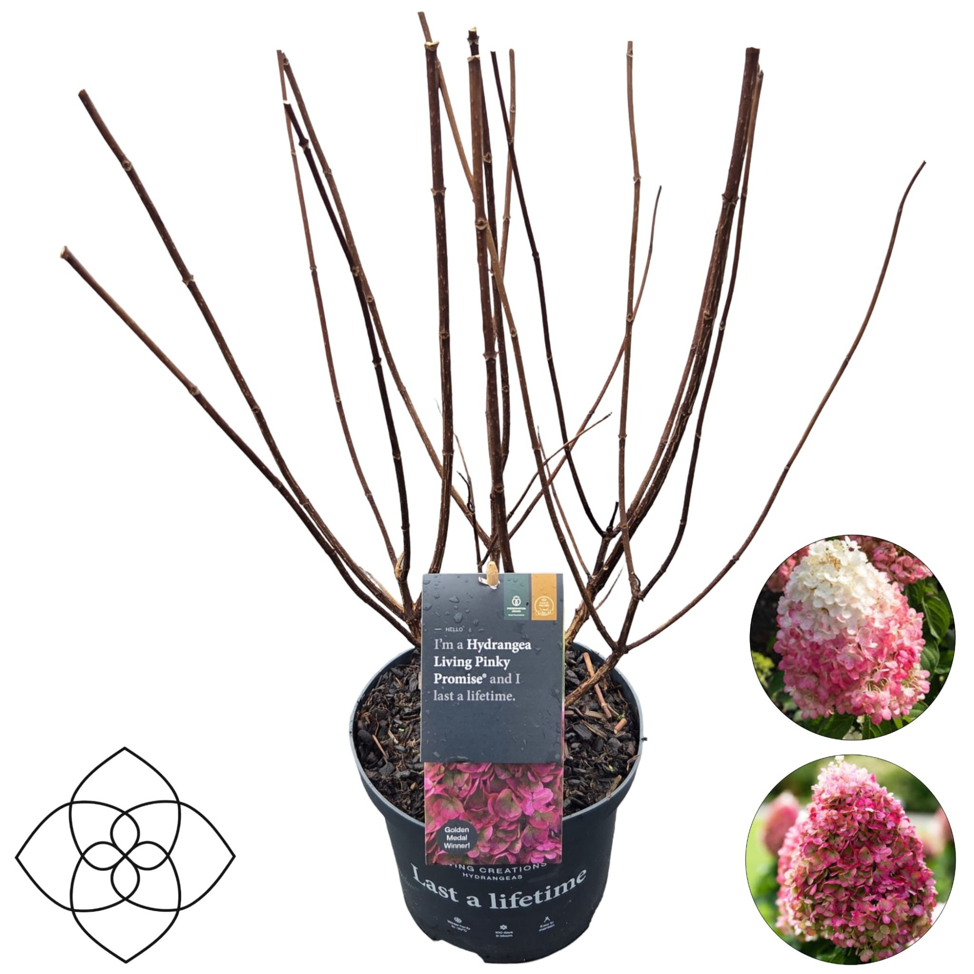 Hydrangea pan. 'Living Pinky Promise'®, D 23