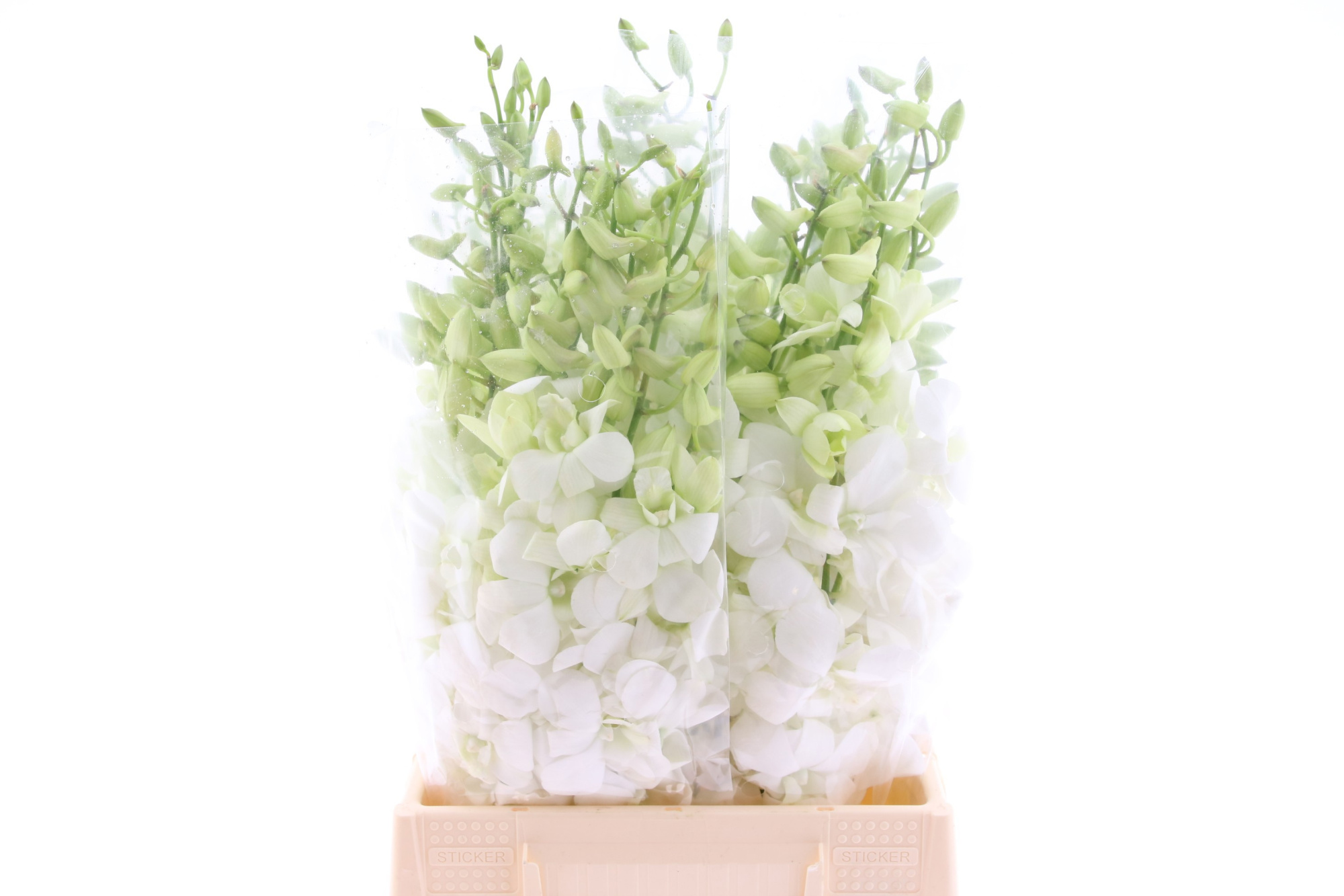 Дендробиум Помпон Вайт, шт.