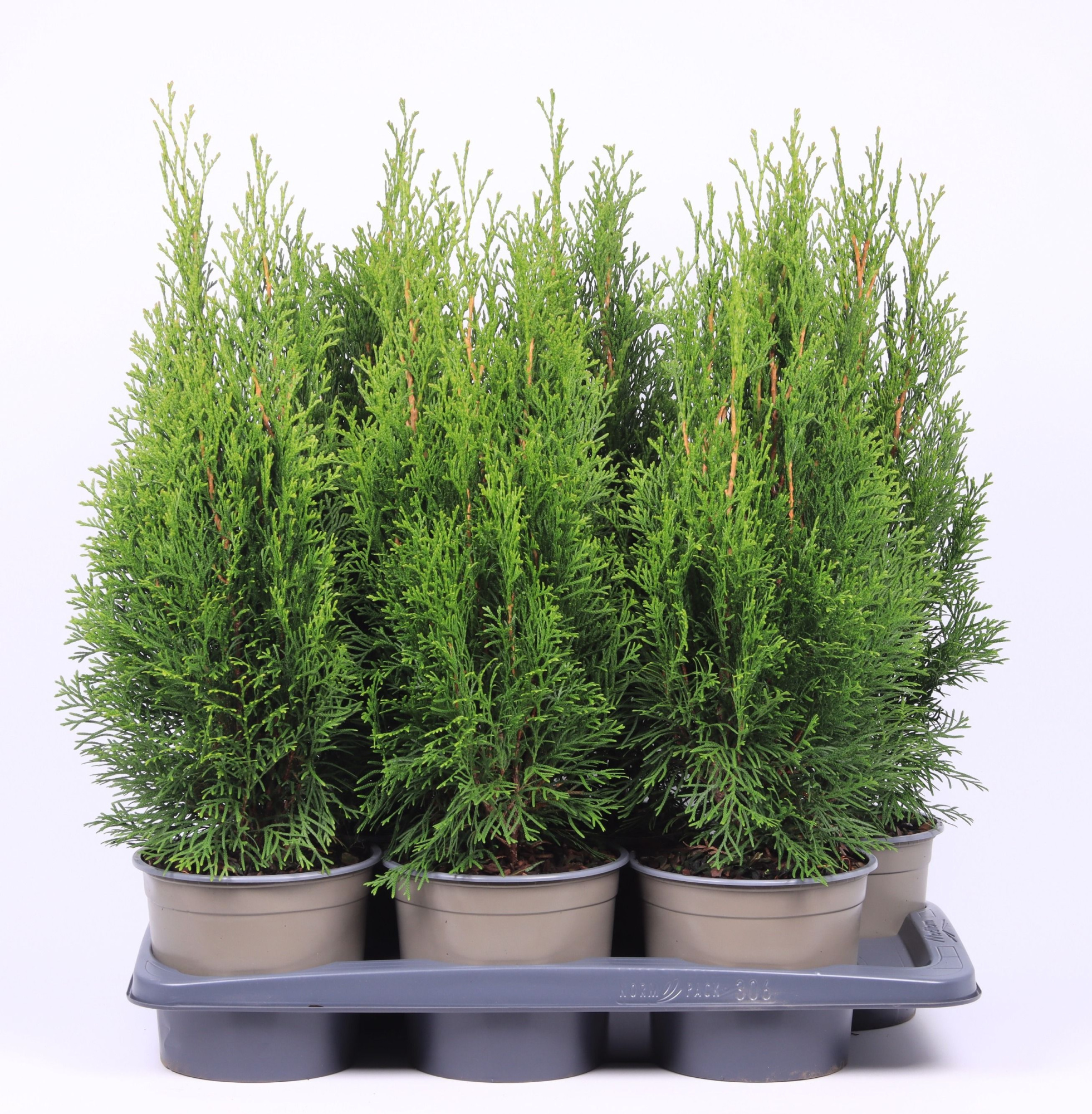 Thuja occidentalis 'Smaragd', D 17 cm